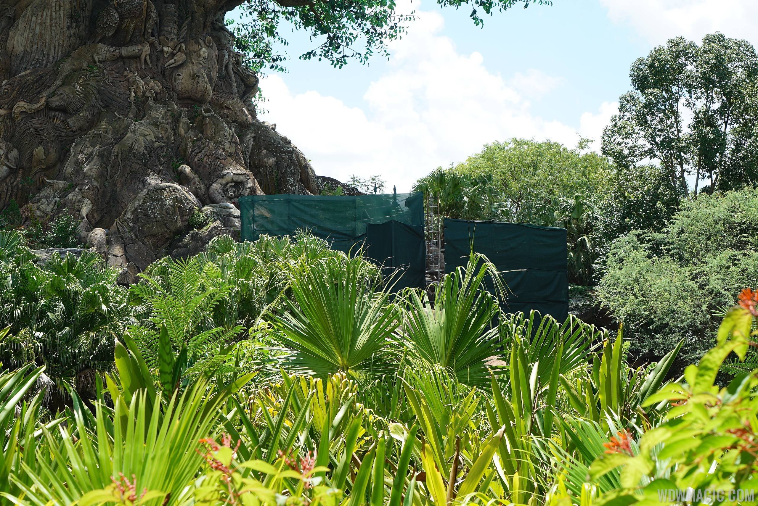 PHOTOS - Latest look at the Discovery Island construction at Disney's Animal Kingdom