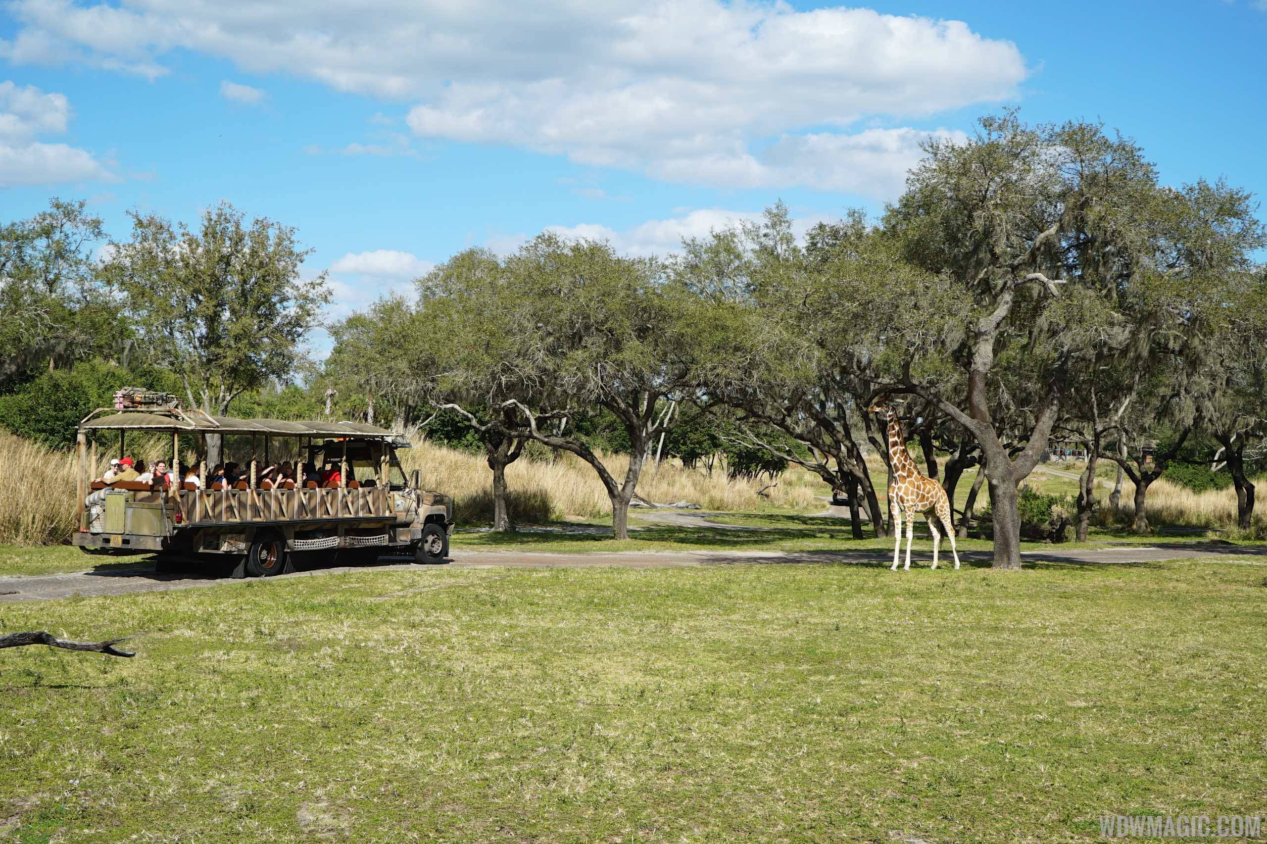 Travel through an African Savannah at Disney's Animal Kingdom