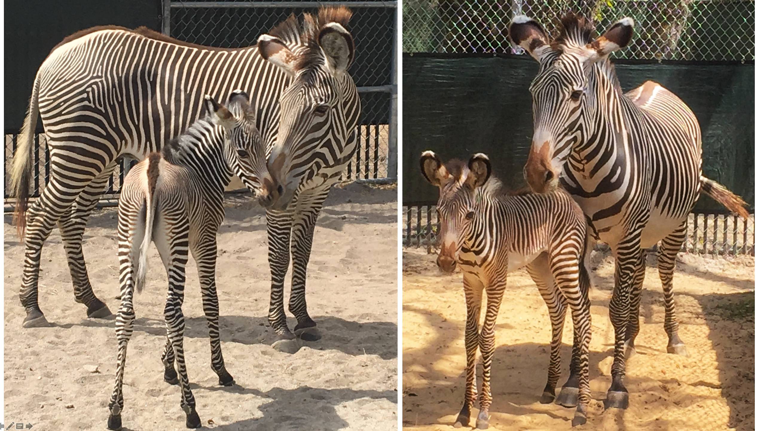 Two Grevy's zebras born at Disney's Animal Kingdom