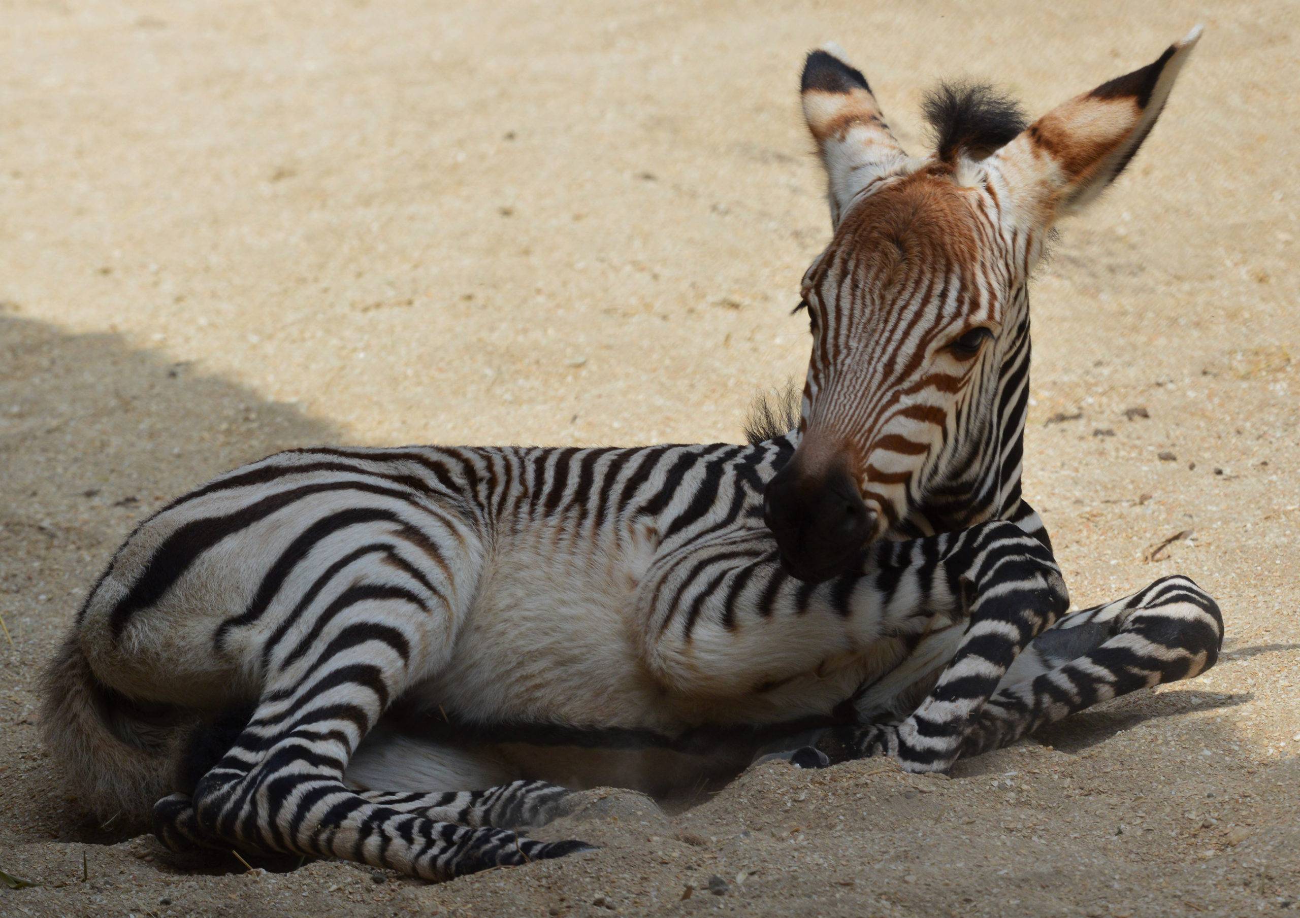 Porcupine and Zebra Foal born at Disney's Animal Kingdom