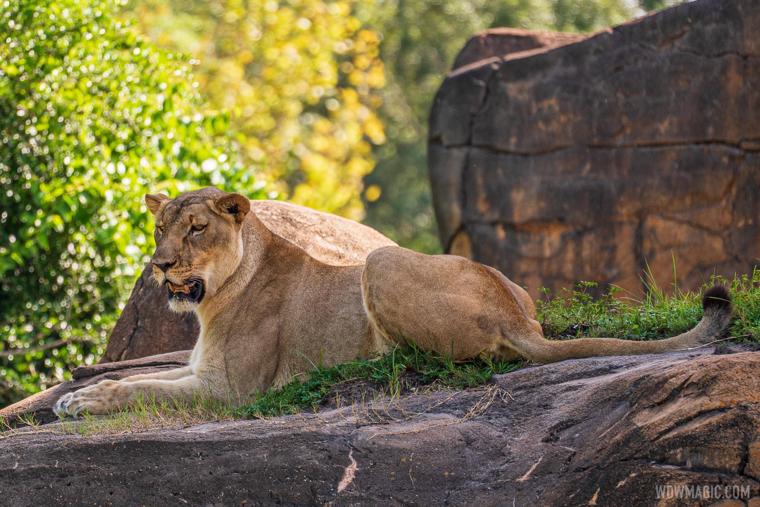 Female Lion on Kilimanjaro Safaris at Disney's Animal Kingdom