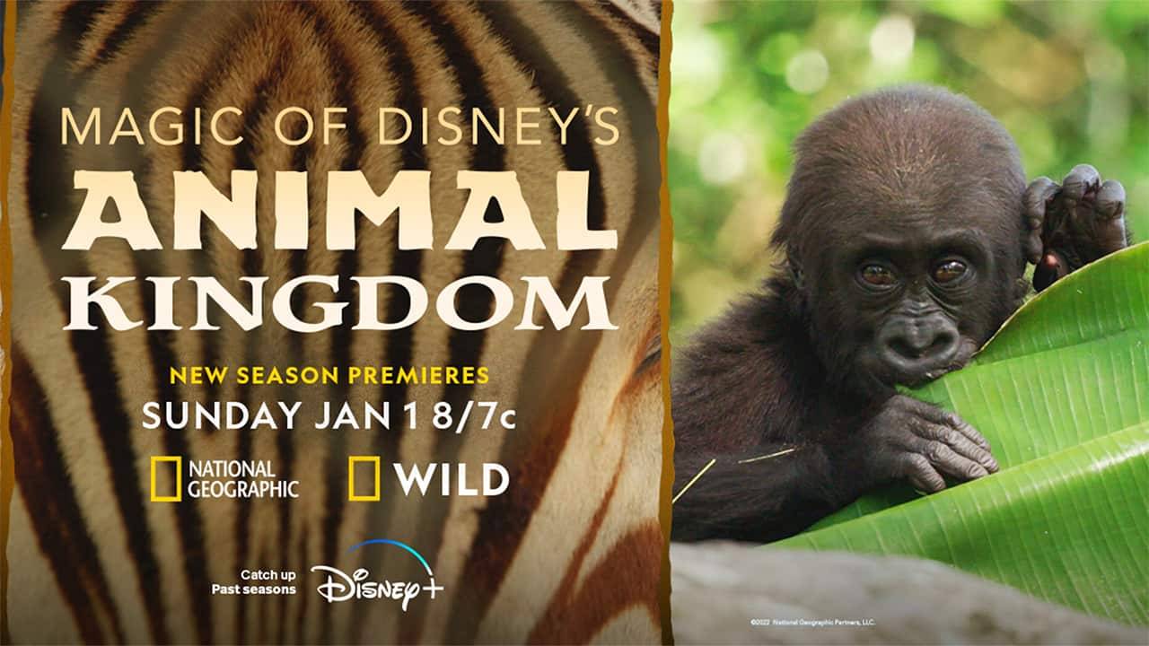 'Magic of Disney's Animal Kingdom' returns to National Geographic and Disney+ in early 2023