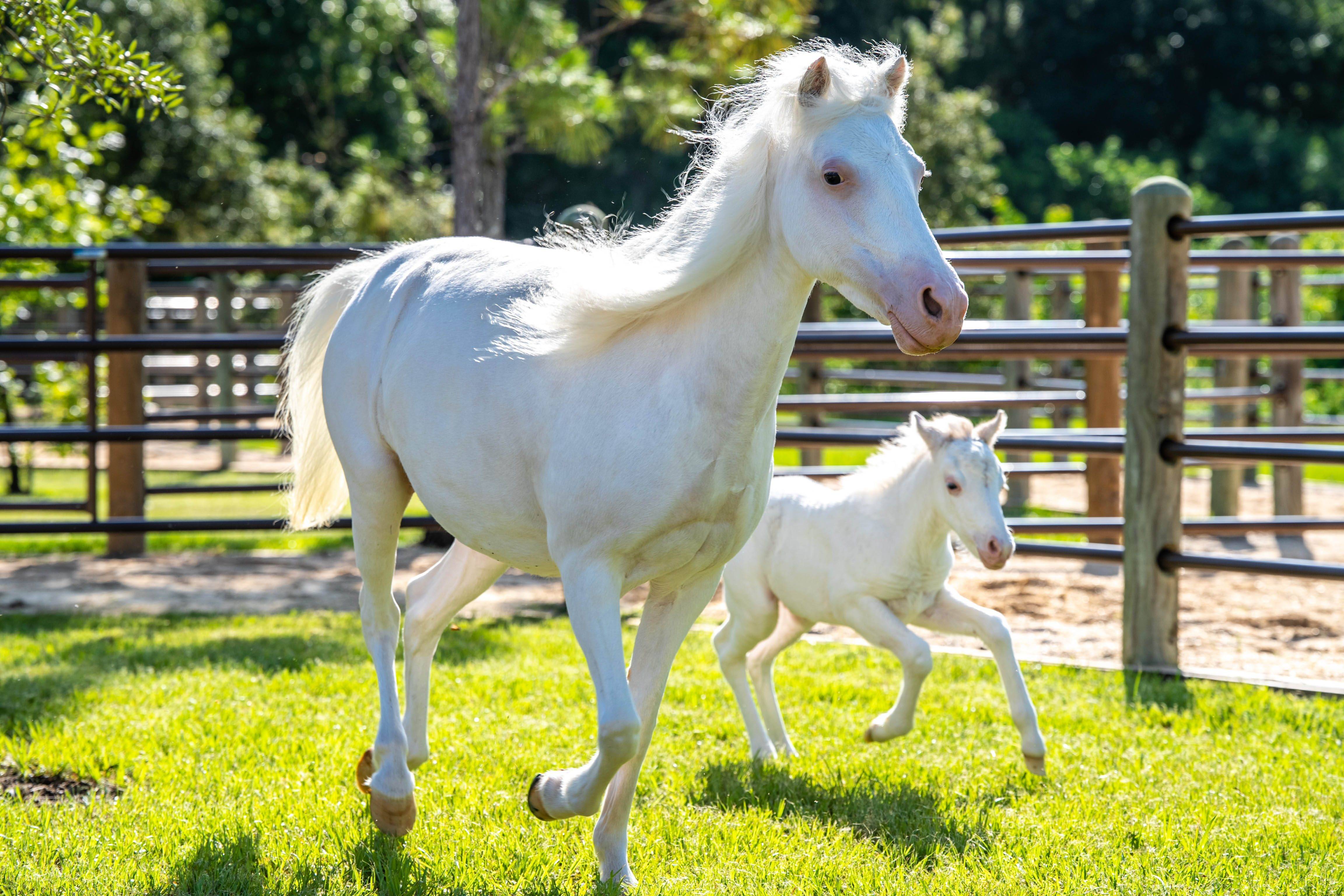 Pixie the Shetland pony foal was born at Tri-Circle-D Ranch at Disney’s Fort Wilderness Resort & Campground.