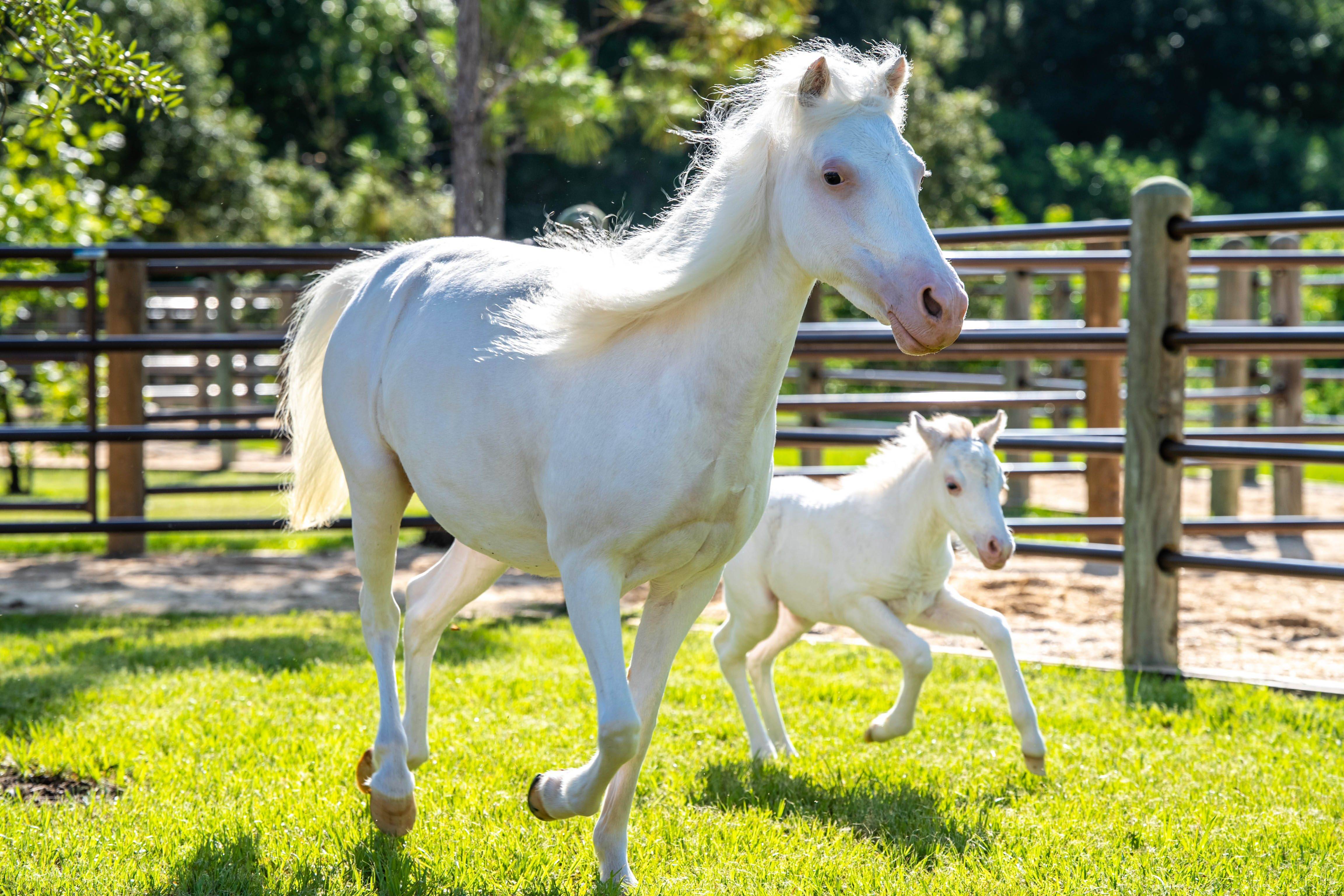 Animal-Kingdom_Full_53044.jpg