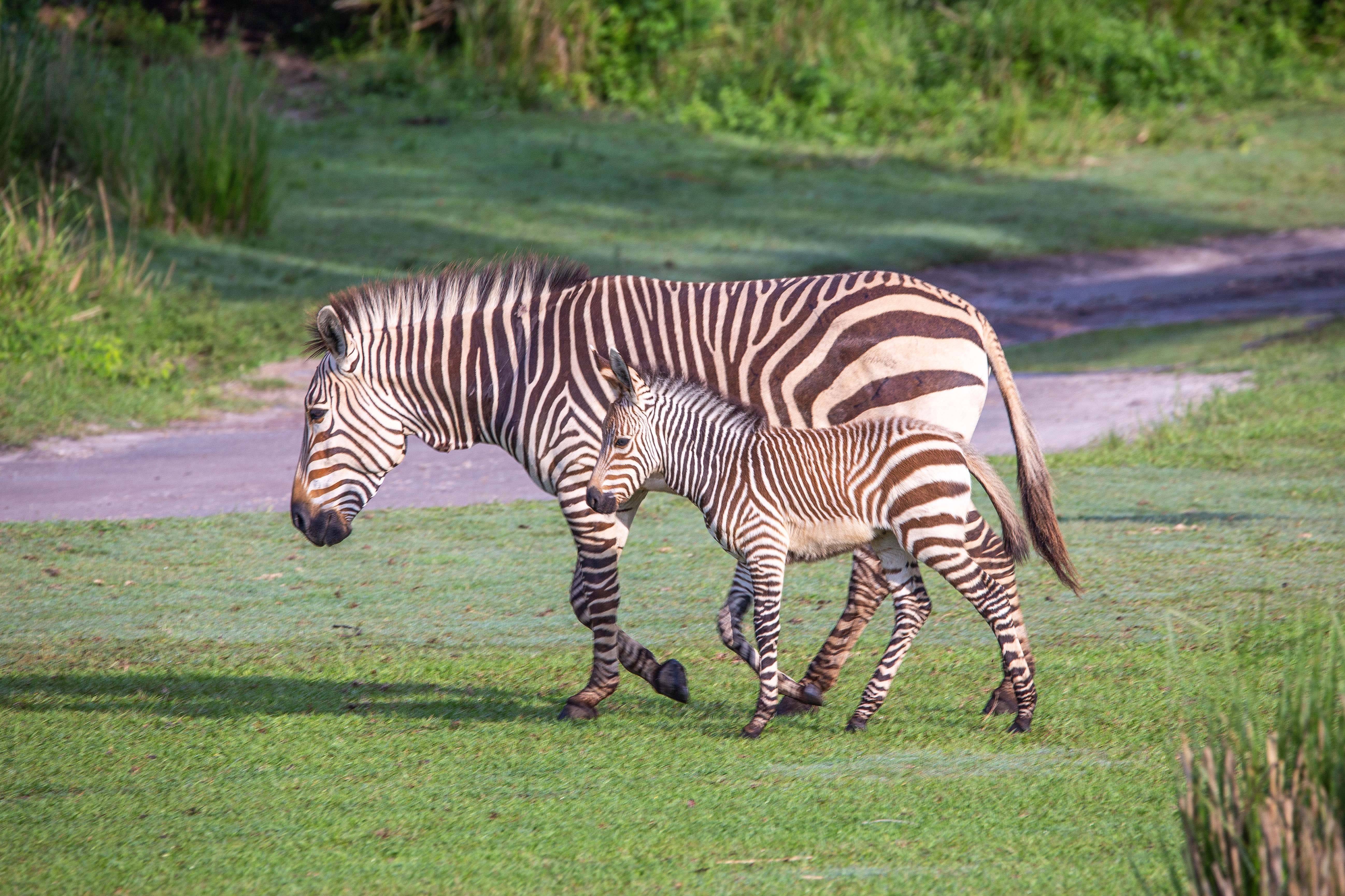 Two Hartmann's mountain zebra foals recently debuted at Kilimanjaro Safaris in Disney's Animal Kingdom