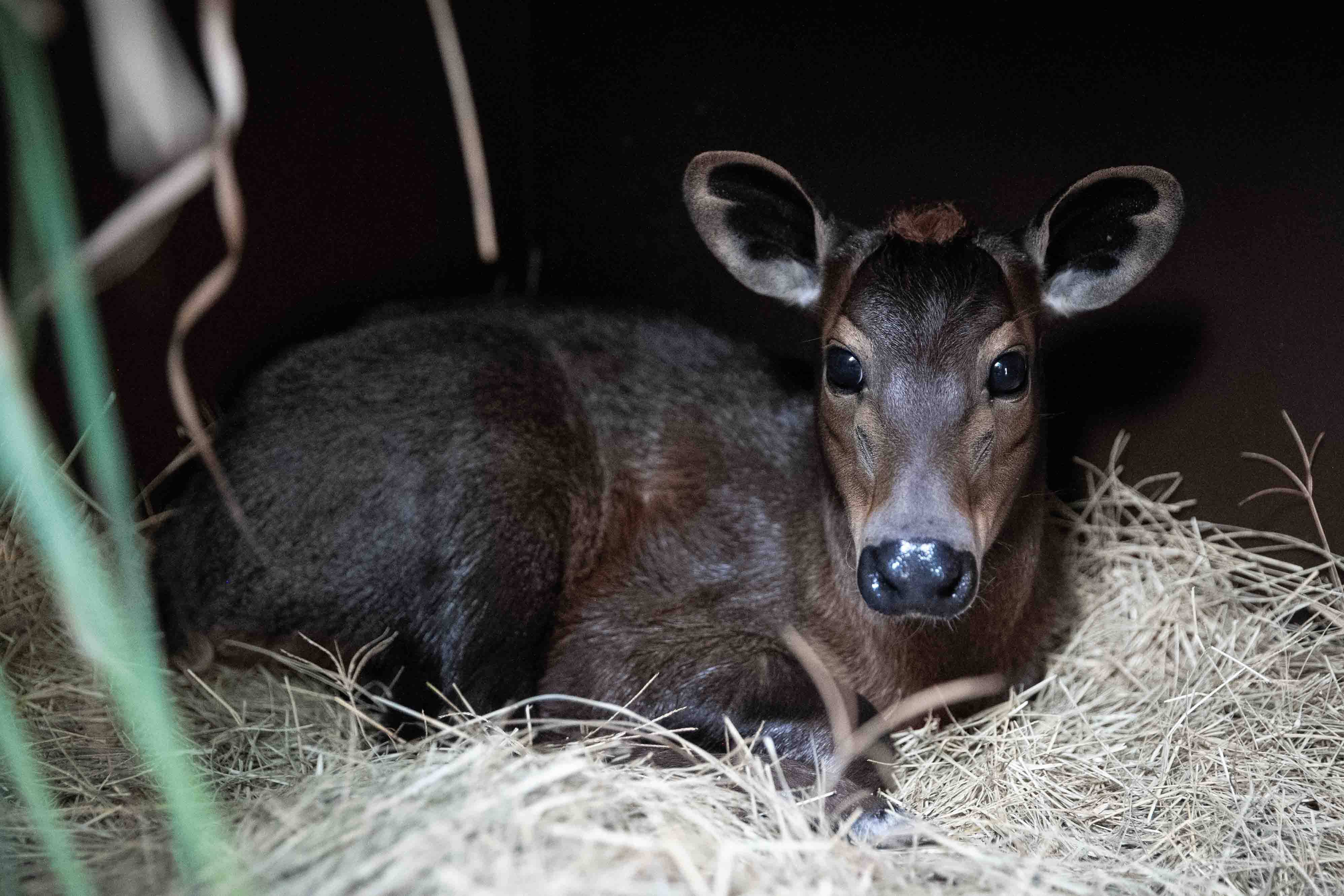 Penny, a yellow-backed duiker baby, recently made her on-stage debut at Disney's Animal Kingdom