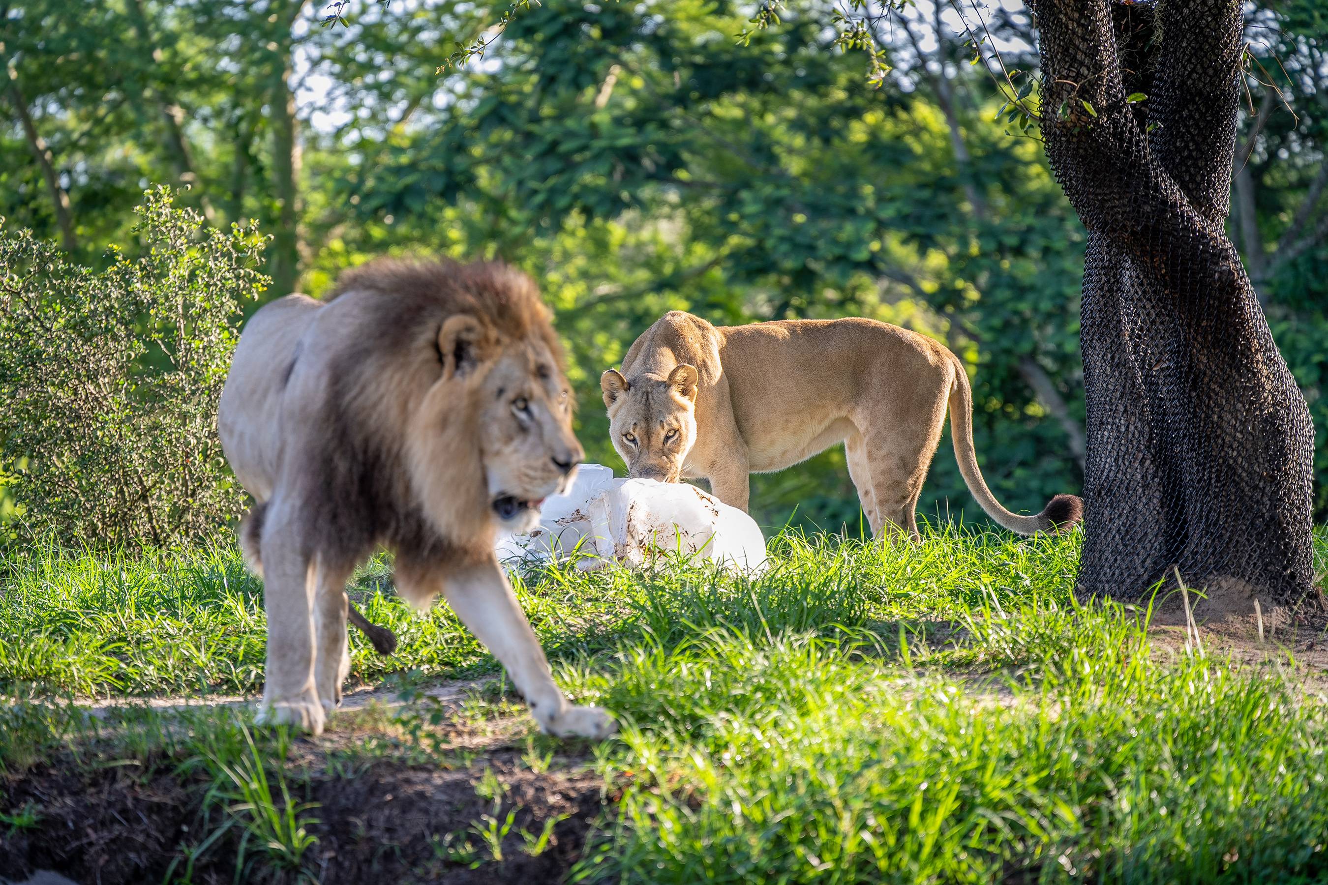 Animal Kingdom hours extended to 6pm for the 3rd 4th and 5th of