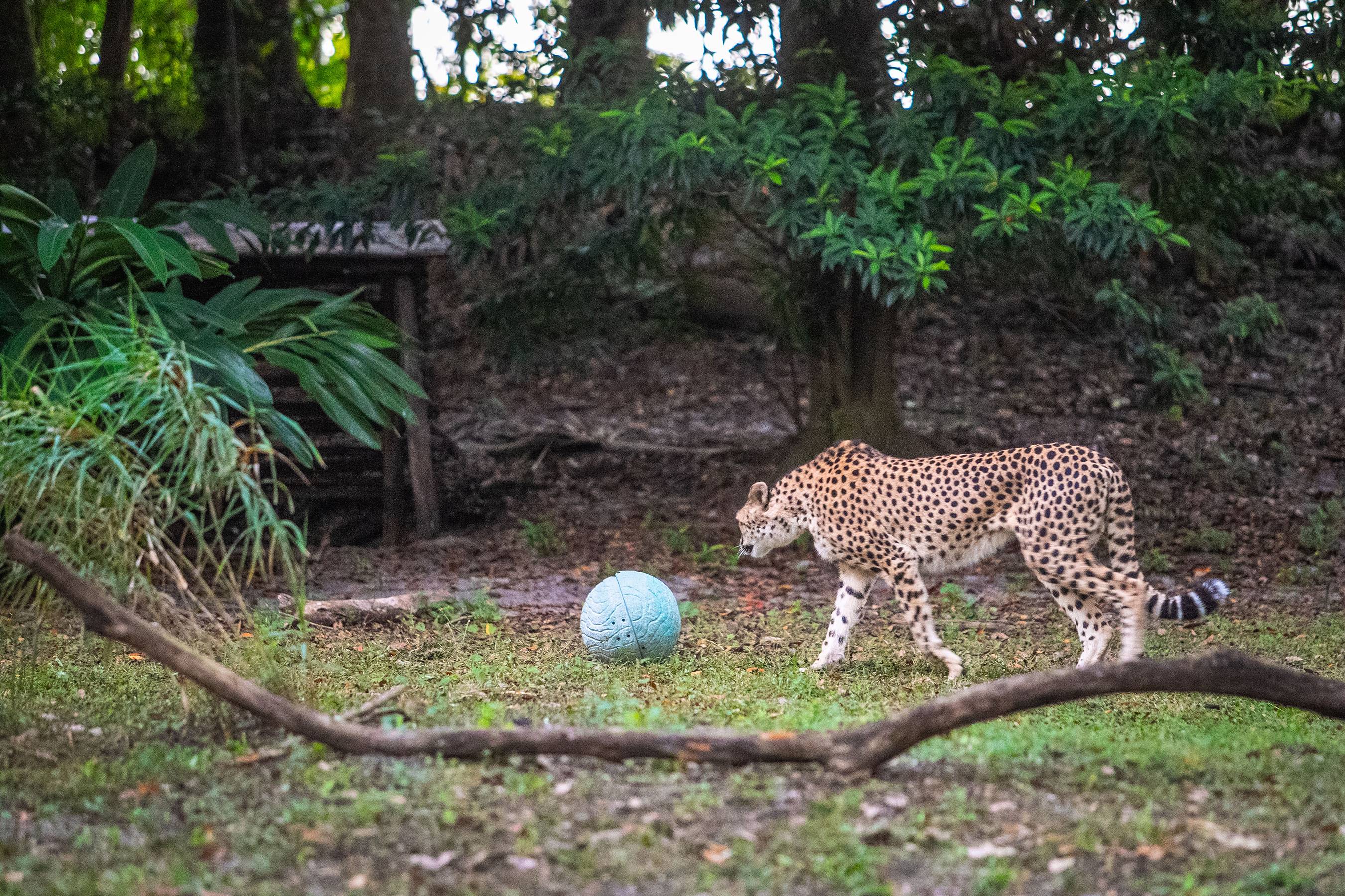 Technology enhances quality of life for the residents of Disney's Animal Kingdom