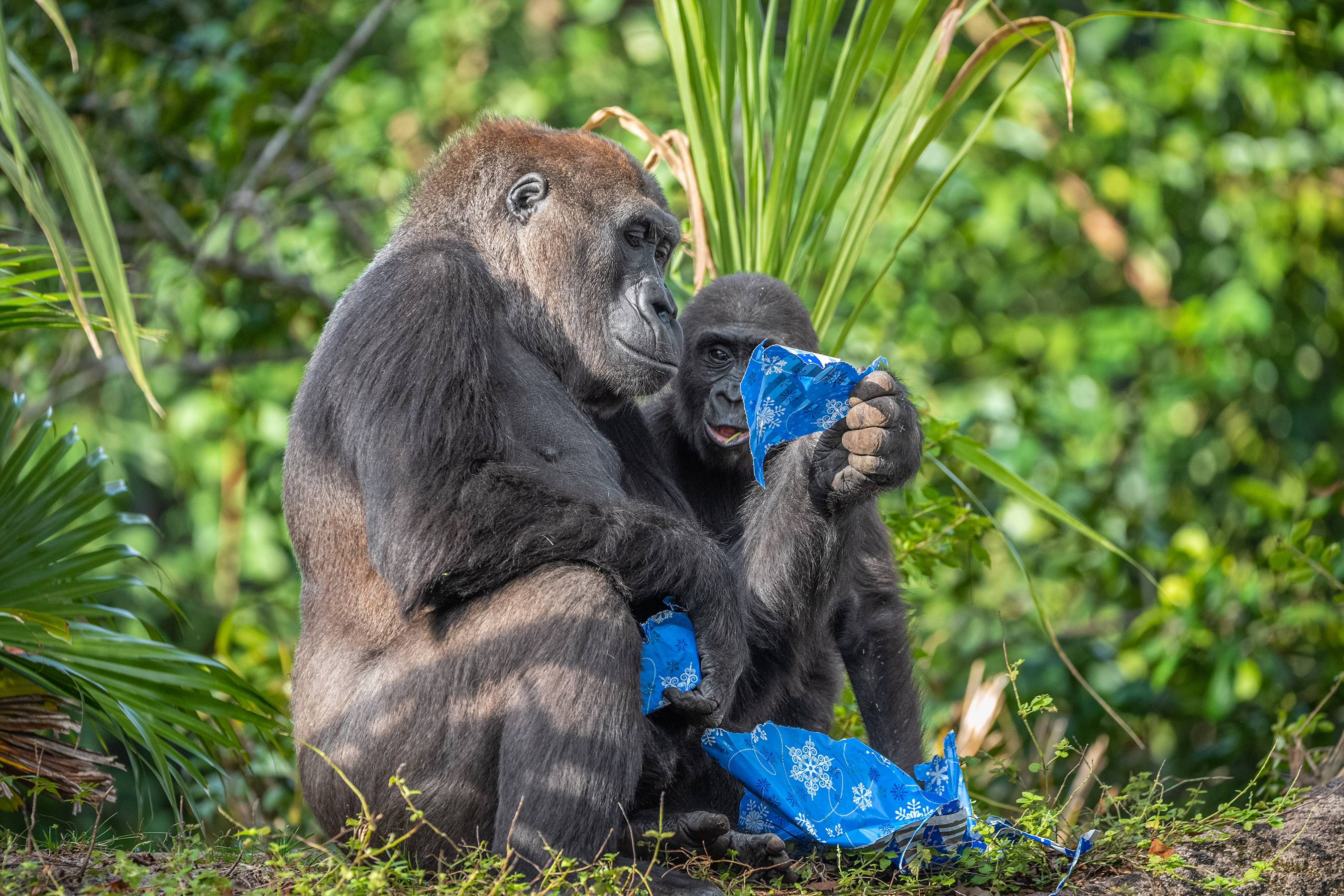 How Disney World is enhancing animal well-being with cutting-edge technology from Walt Disney Imagineering