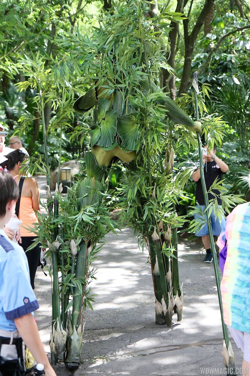 Bamboo at Disney's Animal Kingdom