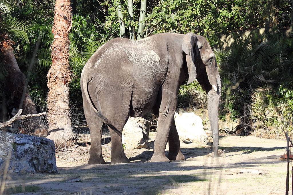 Disney's Animal Kingdom offering a new elephant experience - Caring for Giants
