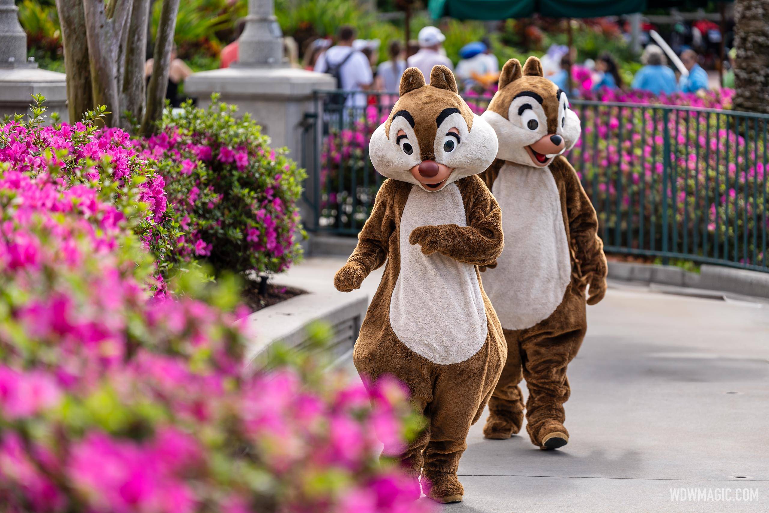 Donald, Daisy, Chip and Dale meet and greets at Disney's Hollywood Studios - March 2024