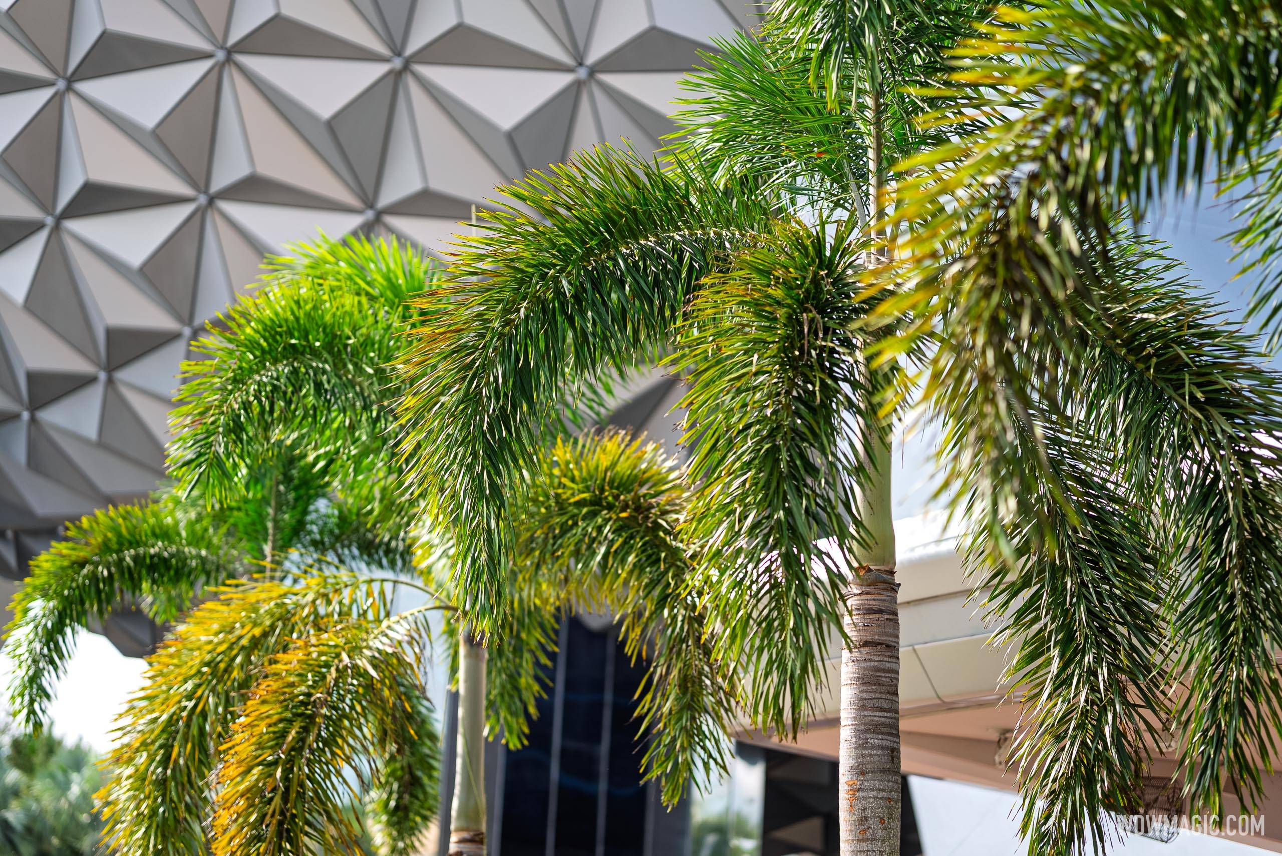 New EPCOT Main Entrance Area Landscaping and Palm Trees
