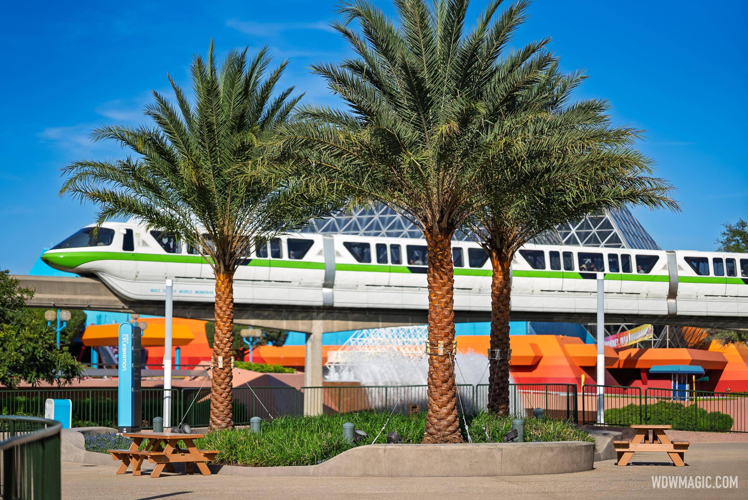 New Palm Trees in World Celebration and World Nature