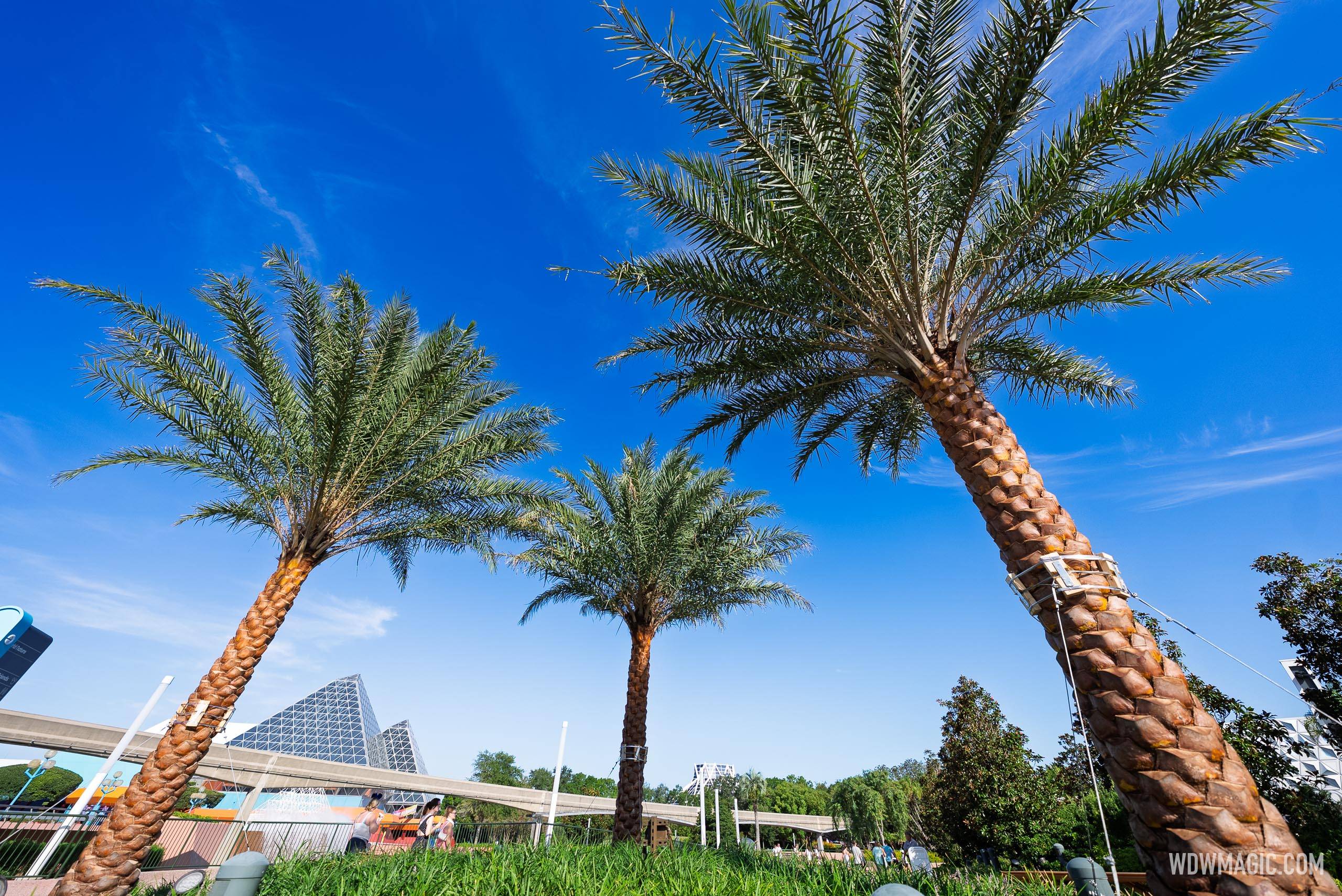 New Palm Trees in World Celebration and World Nature - photo 2 of 8
