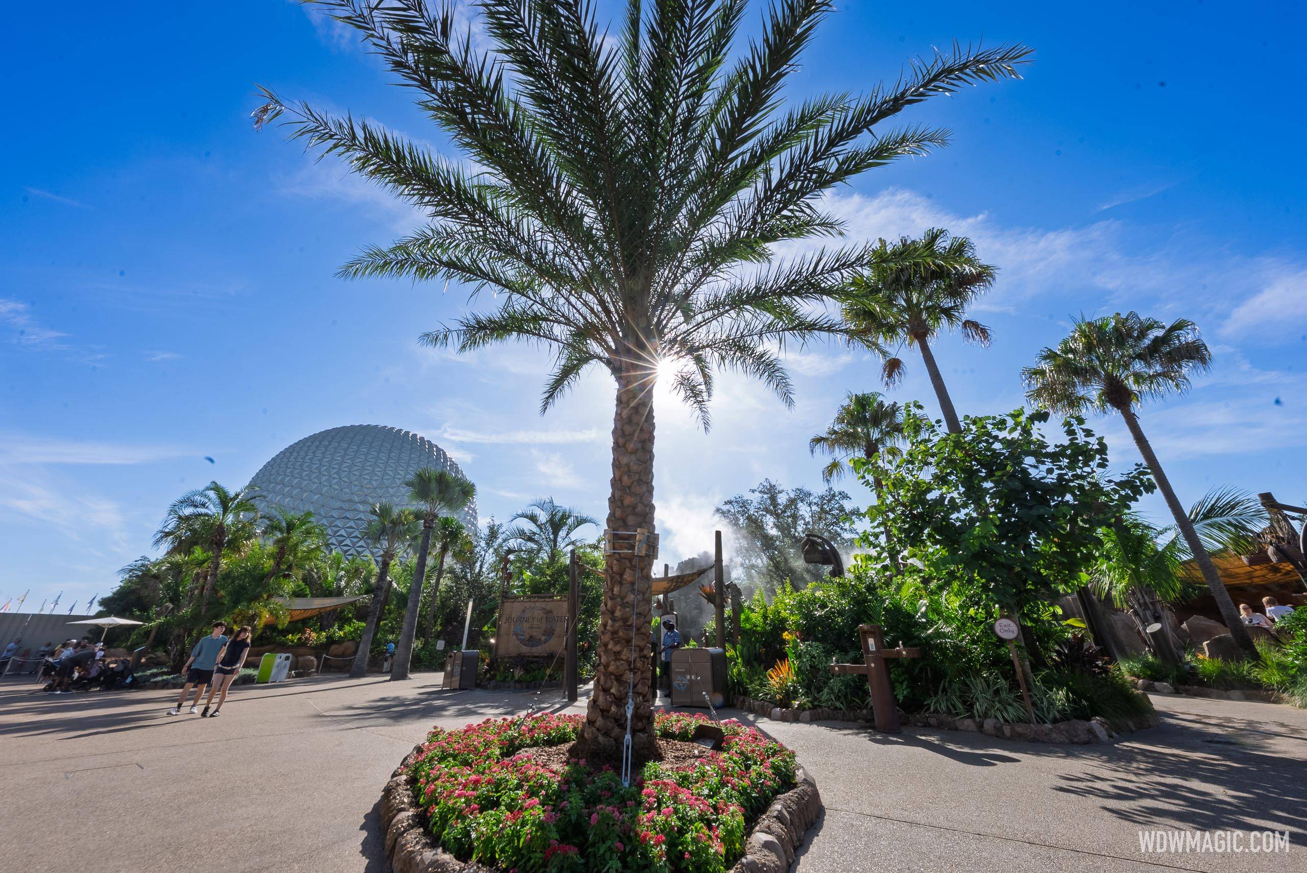 New Palm Trees in World Celebration and World Nature - photo 3 of 8