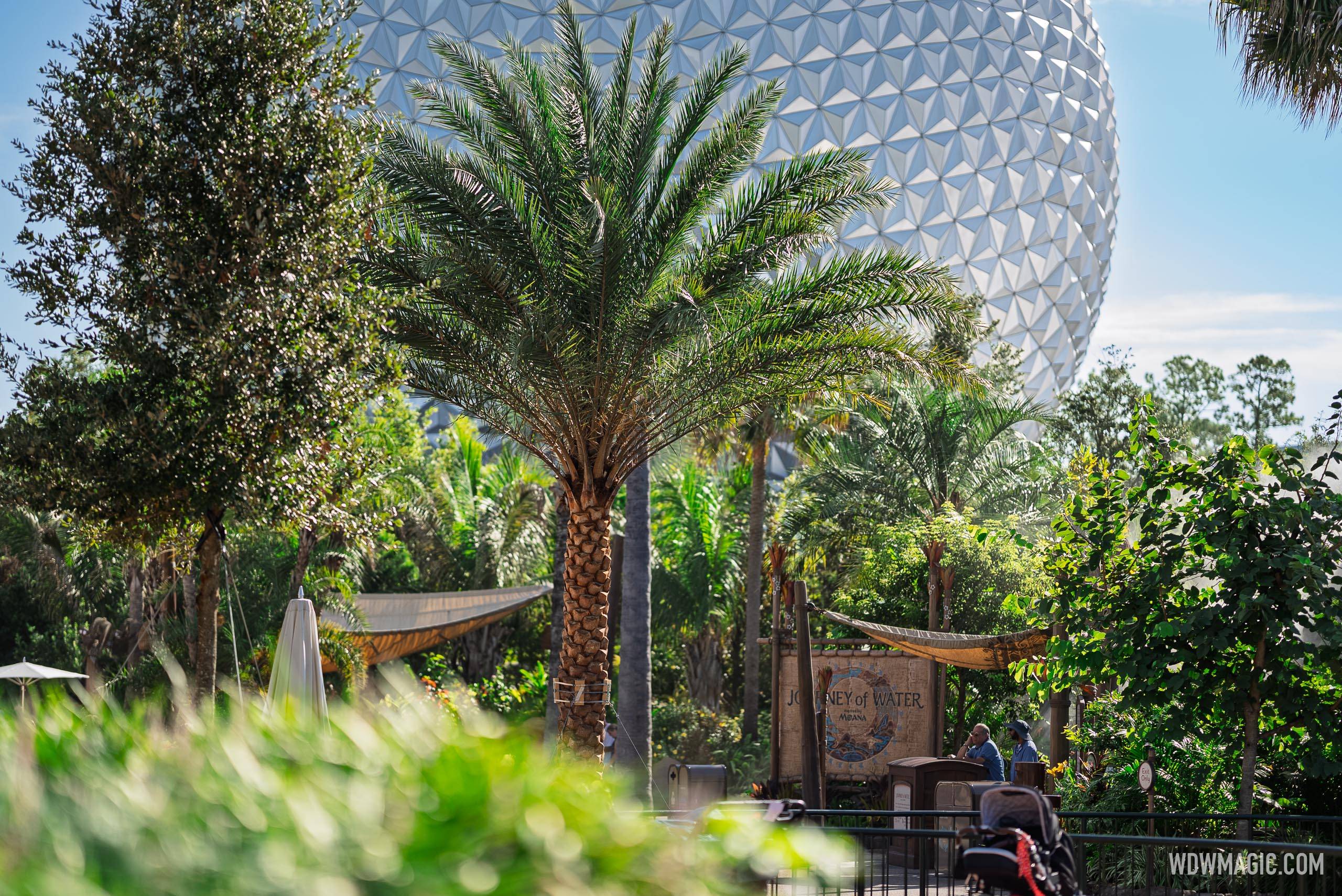 New Palm Trees in World Celebration and World Nature - photo 8 of 8