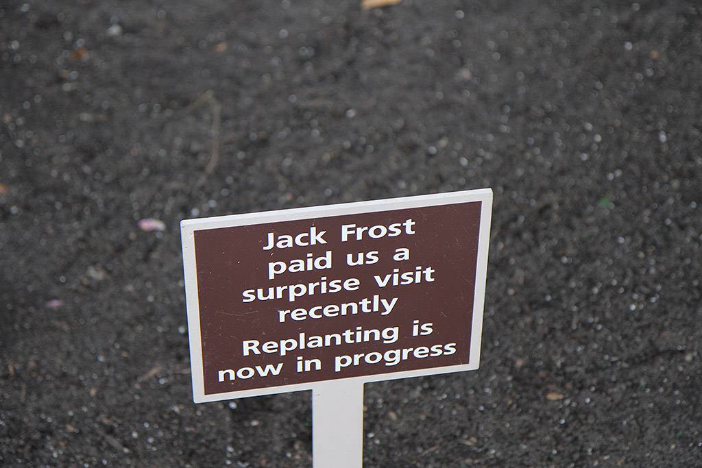 Epcot Horticulture teams take precautions against the cold weather