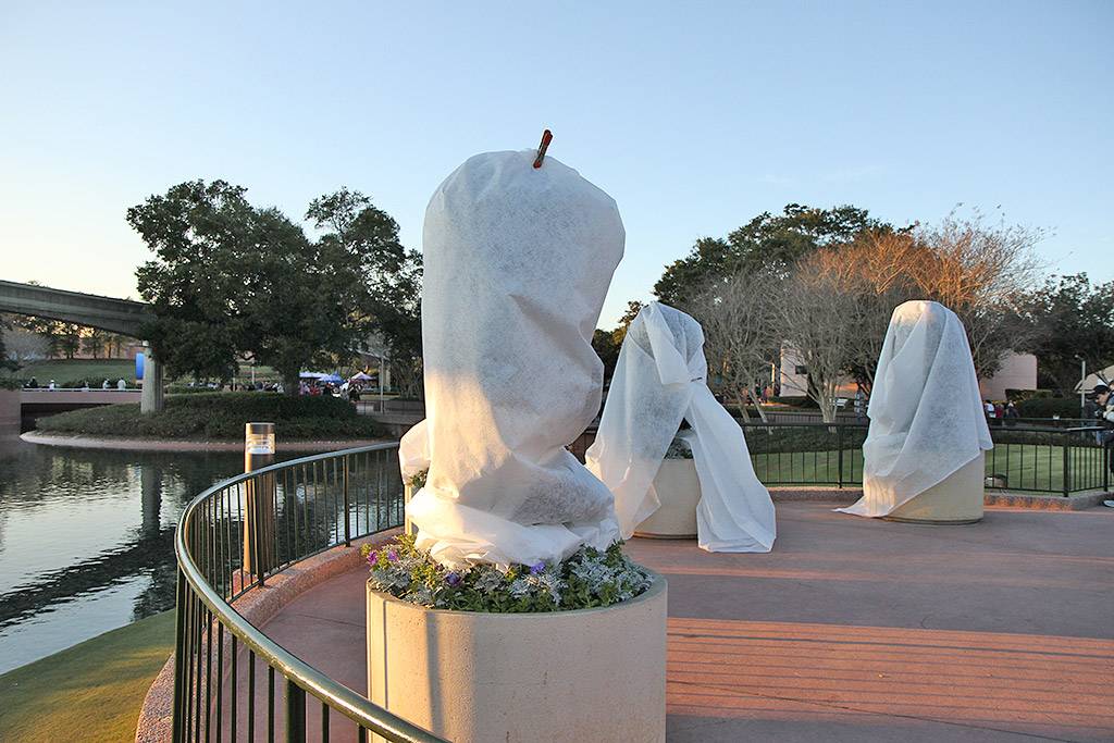Horticulture team taking precautions against the cold weather at Epcot