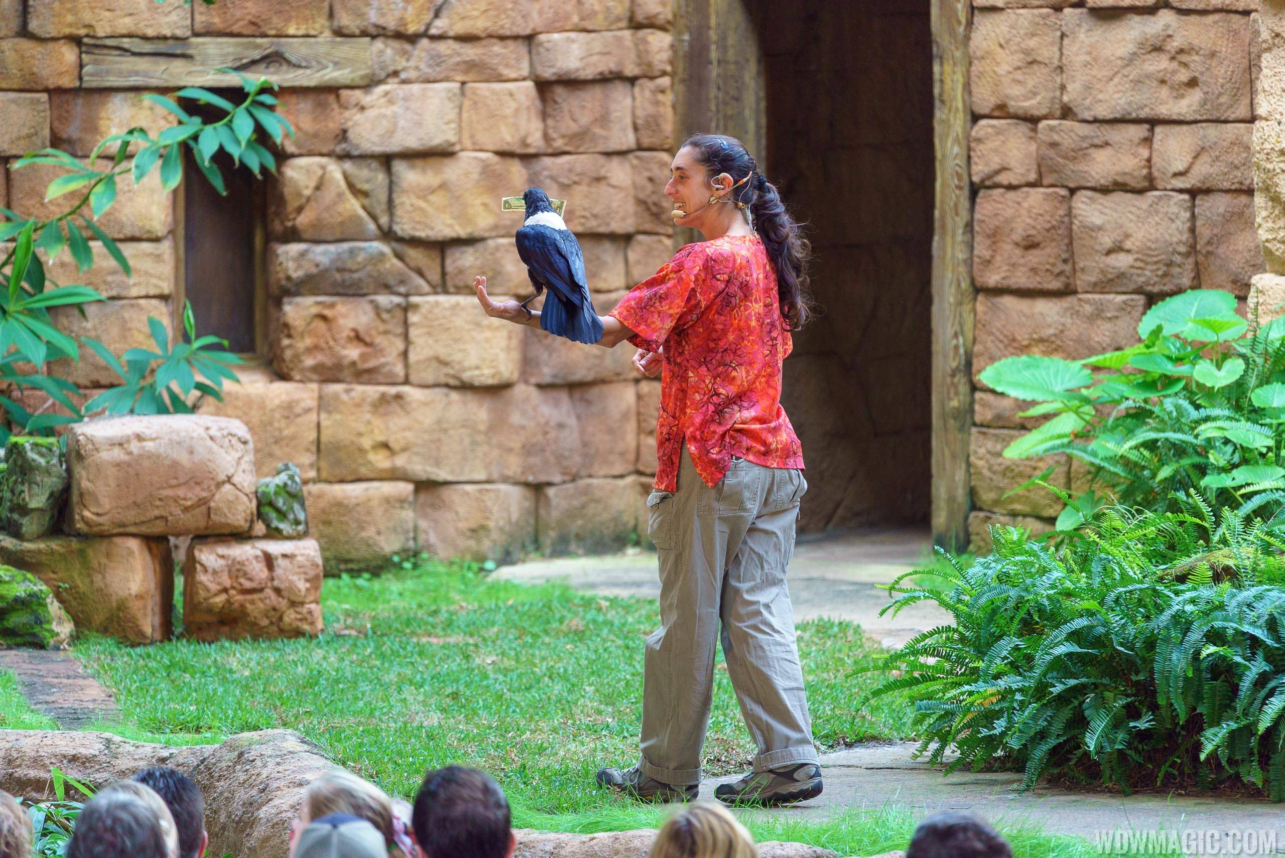 Flights of Wonder bird shows expand to other areas of Disney's Animal Kingdom