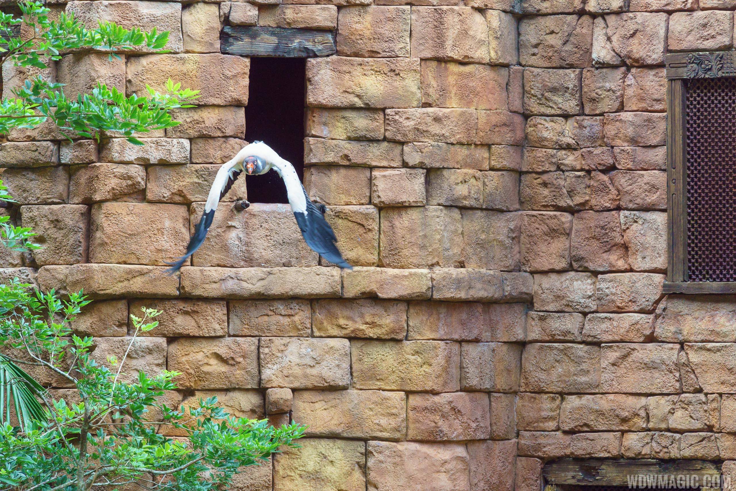 Flights of Wonder at Disney's Animal Kingdom remains closed for new roof installation