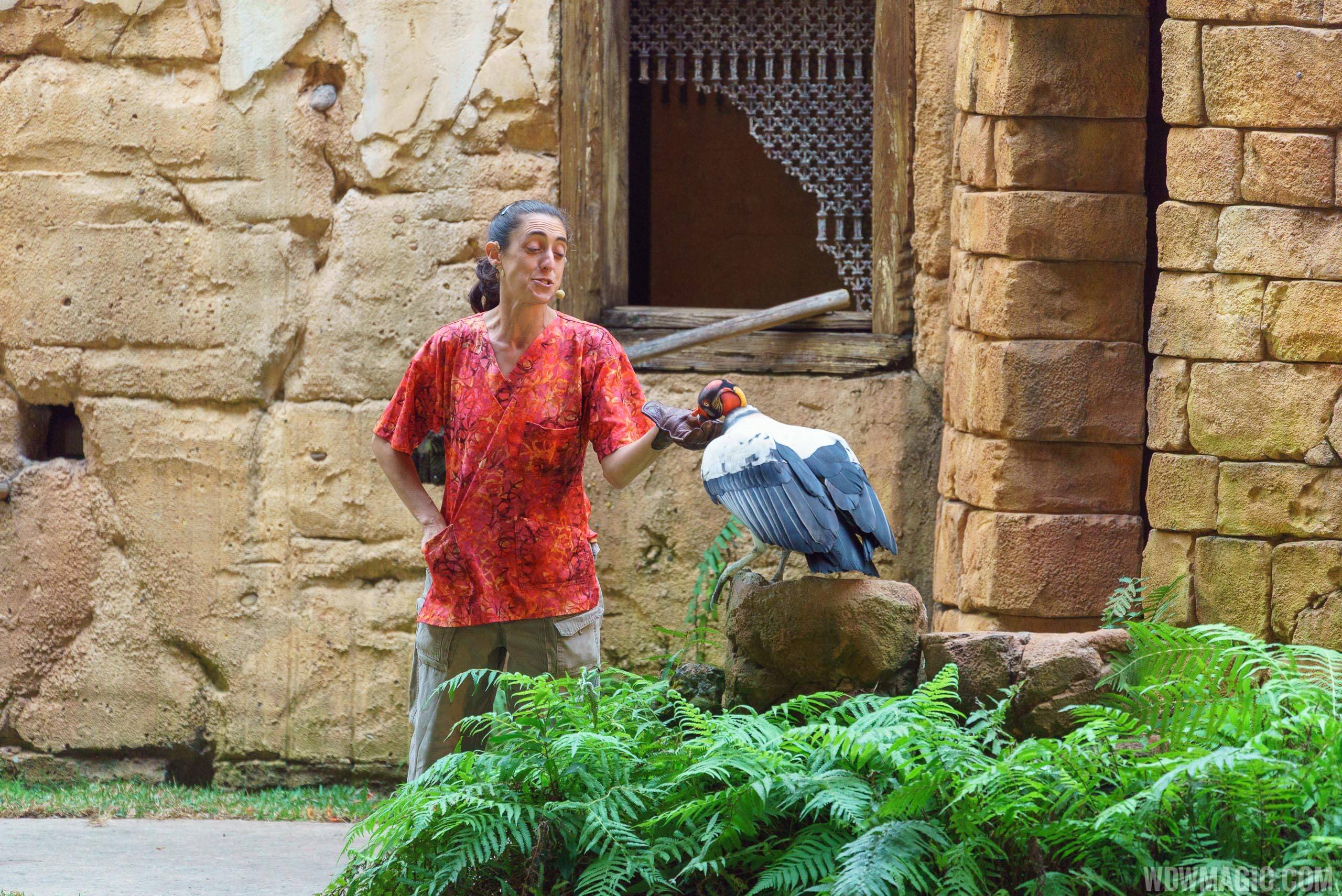 Flights of Wonder bird shows expand to other areas of Disney's Animal Kingdom