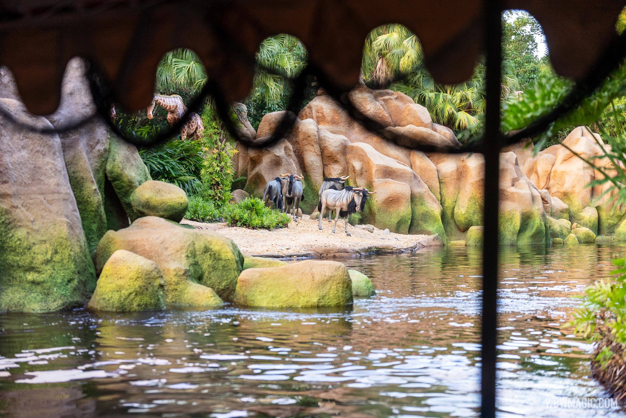 Jungle Cruise Post Refurbishment October 2024