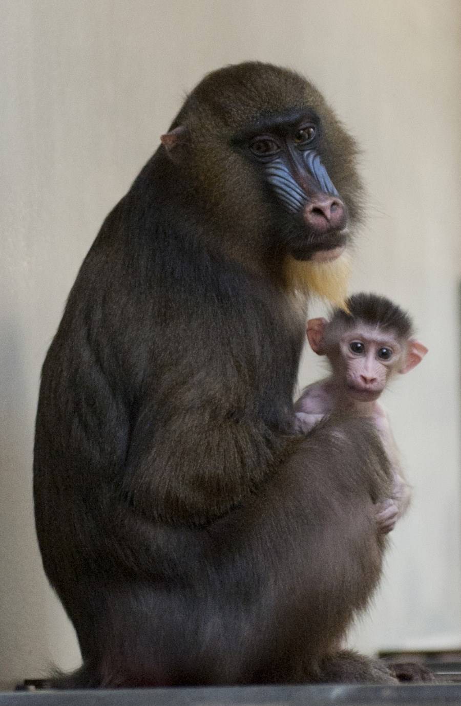 Male baby mandrill born at Disney's Animal Kingdom