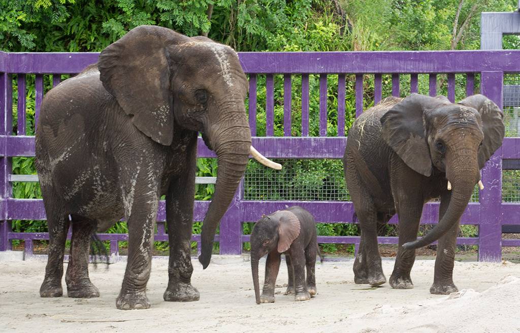 PHOTO - Male African elephant born at Disney's Animal Kingdom