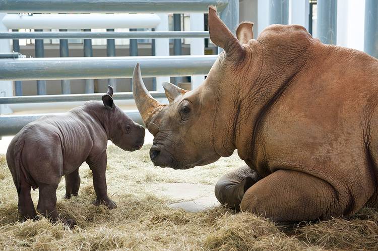 White Rhino birth at Disney's Animal Kingdom - Photo 1 of 4 White Rhino birth at Disney's Animal Kingdom - Photo 1 of 4