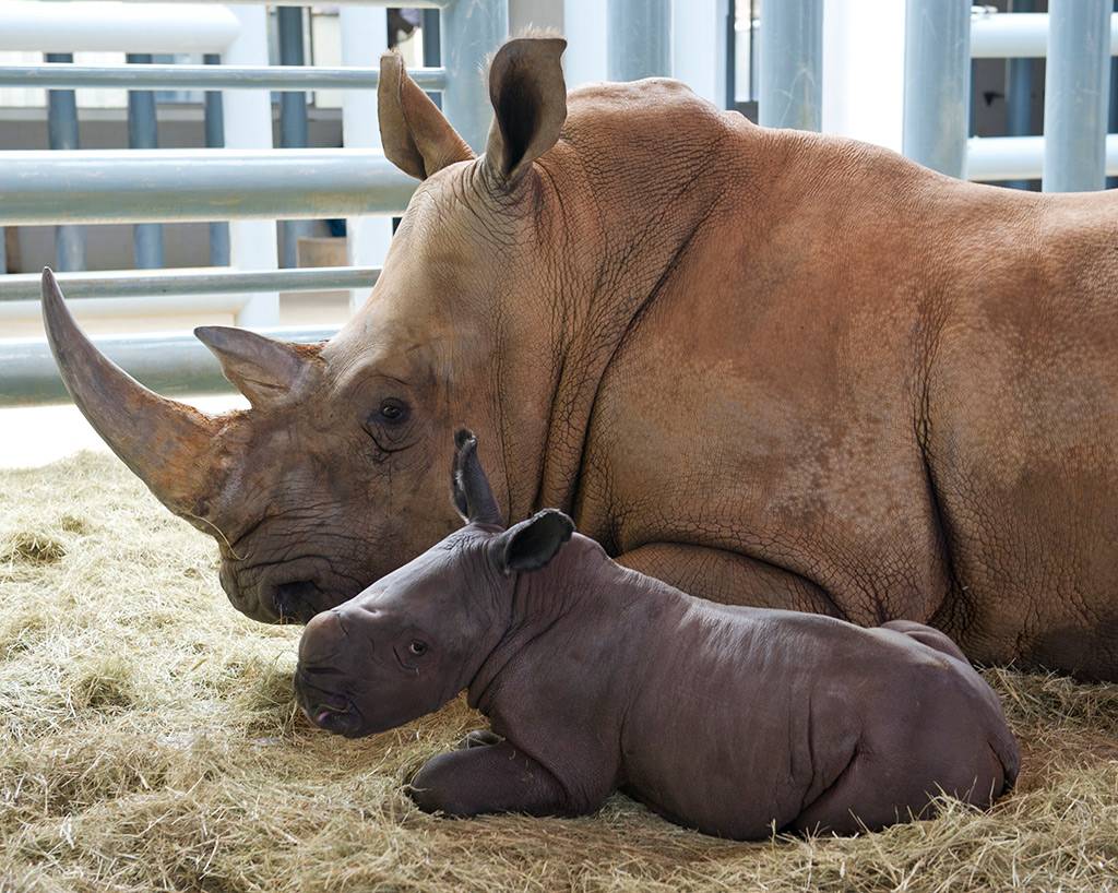White Rhino birth at Disney's Animal Kingdom