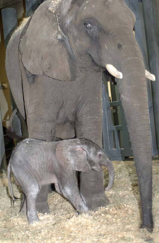 Elephant birth at Animal Kingdom