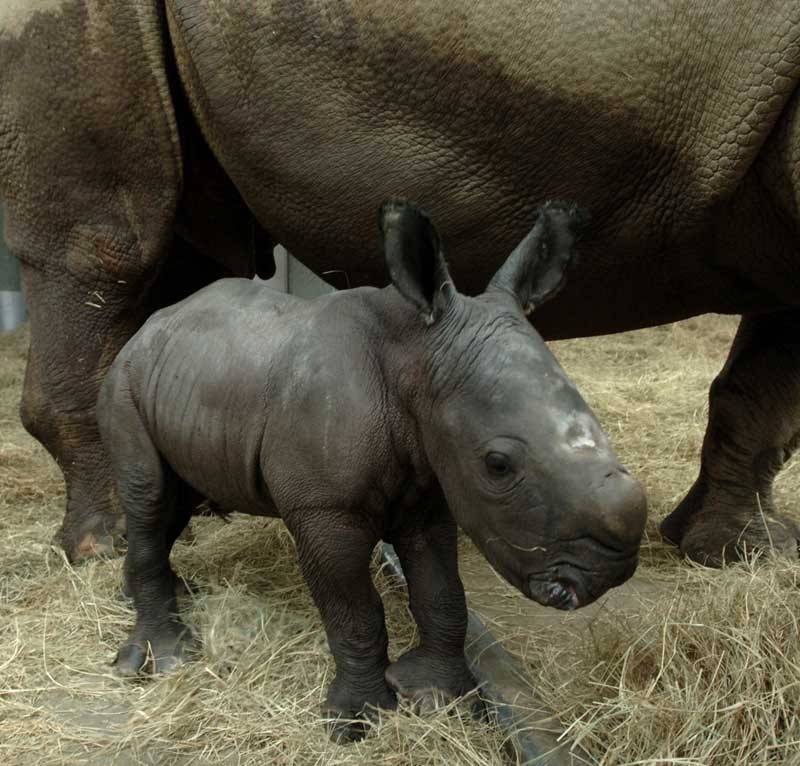 White Rhinoceros birth at Disney's Animal Kingdom