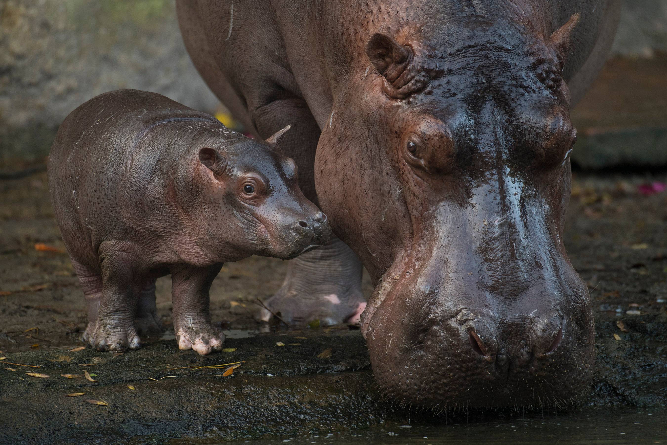 VIDEO - Meet Augustus, the baby Hippo born at Disney's Animal Kingdom