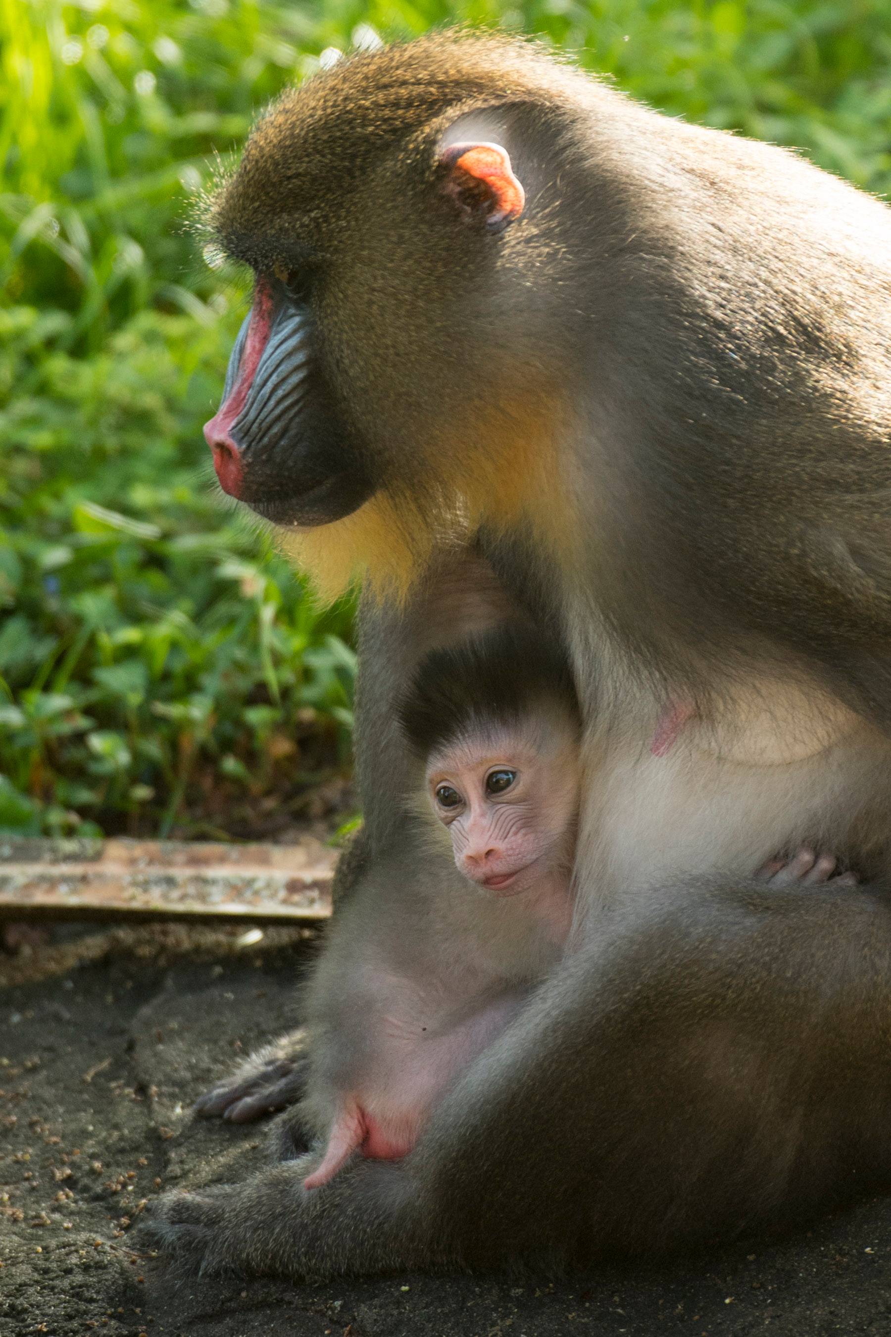 PHOTO - Baby mandrill born at Disney's Animal Kingdom