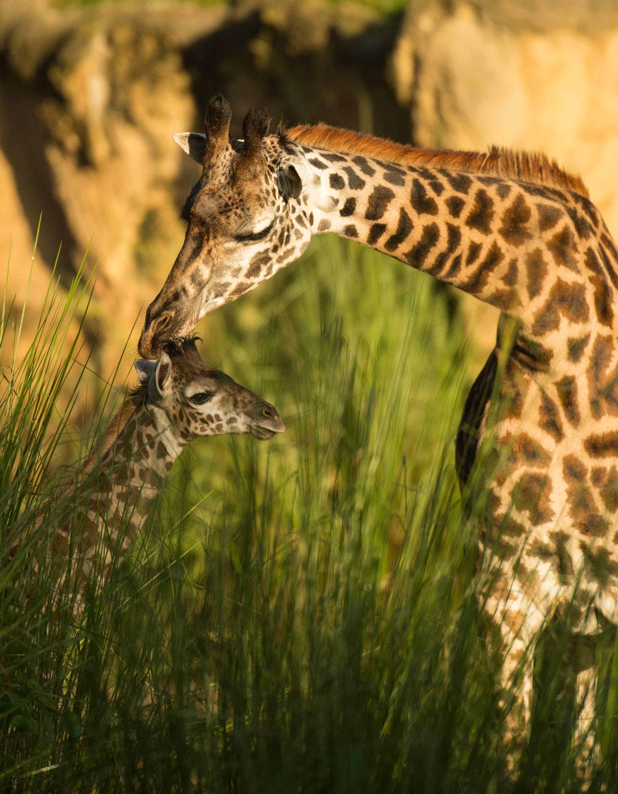 Aella the Masai giraffe calf