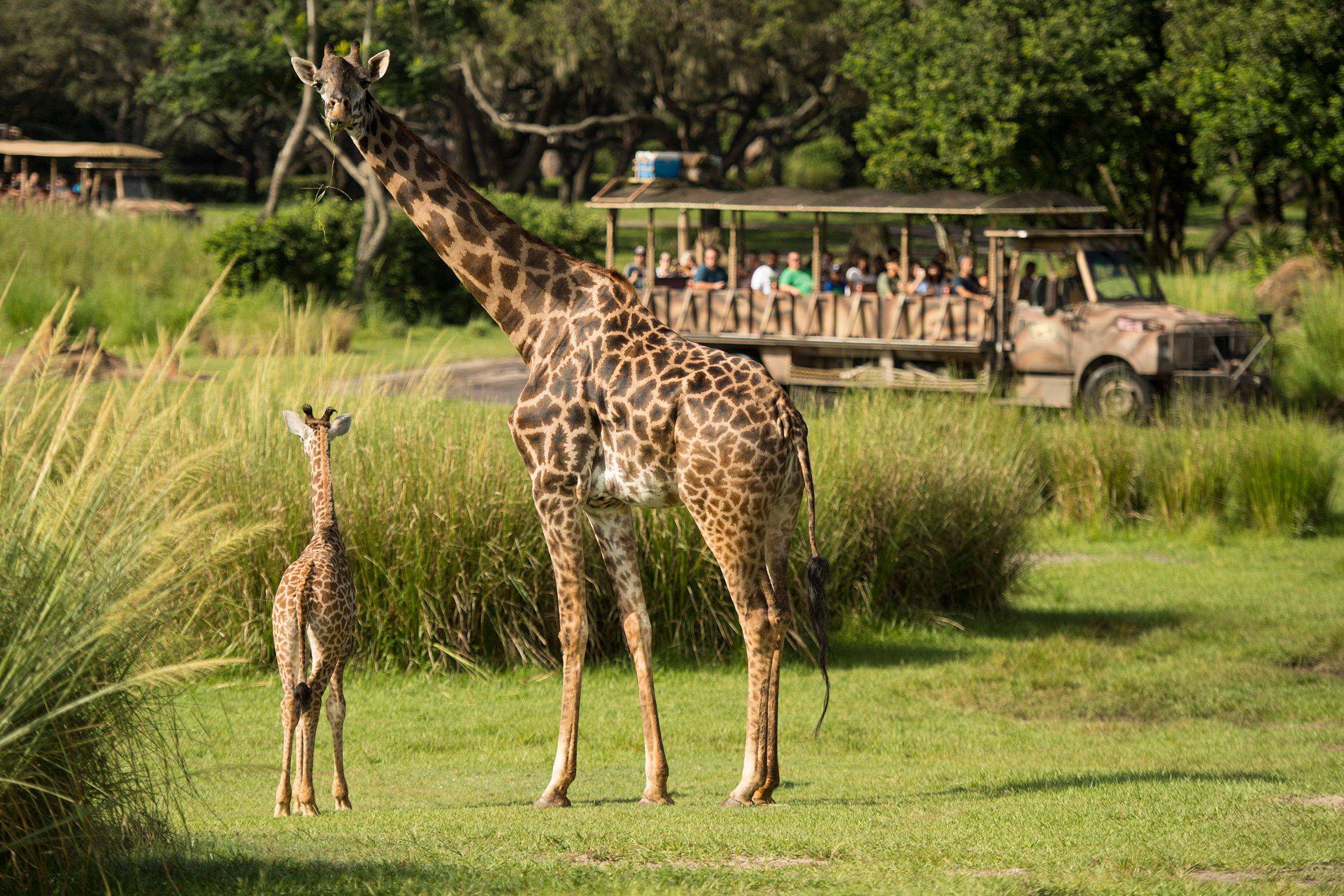 PHOTOS - Aella the 2-month-old Masai giraffe calf is now on the savanna at Disney's Animal Kingdom