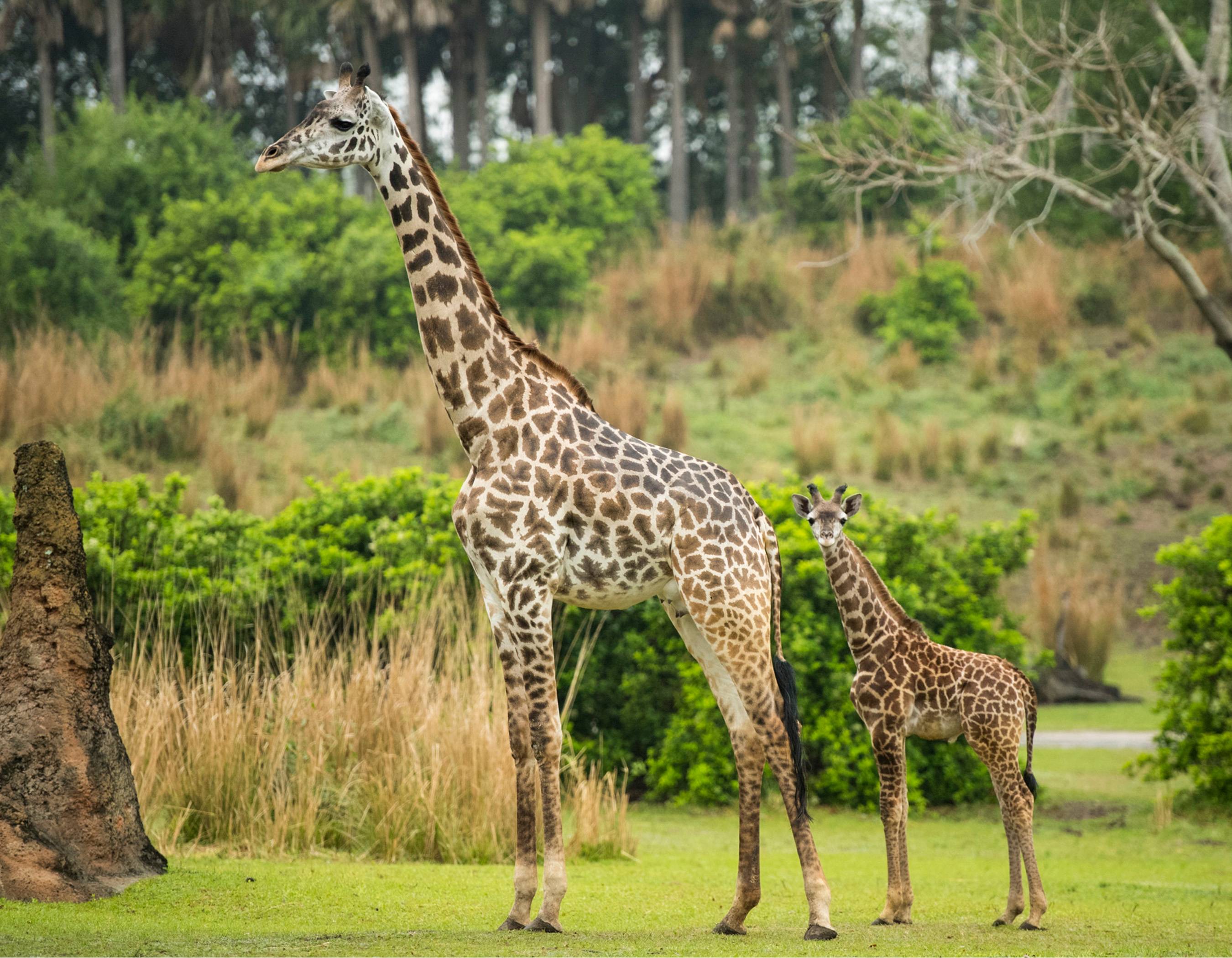 VIDEO - 2 month-old male Masai giraffe named Jabari joins Kilimanjaro Safaris