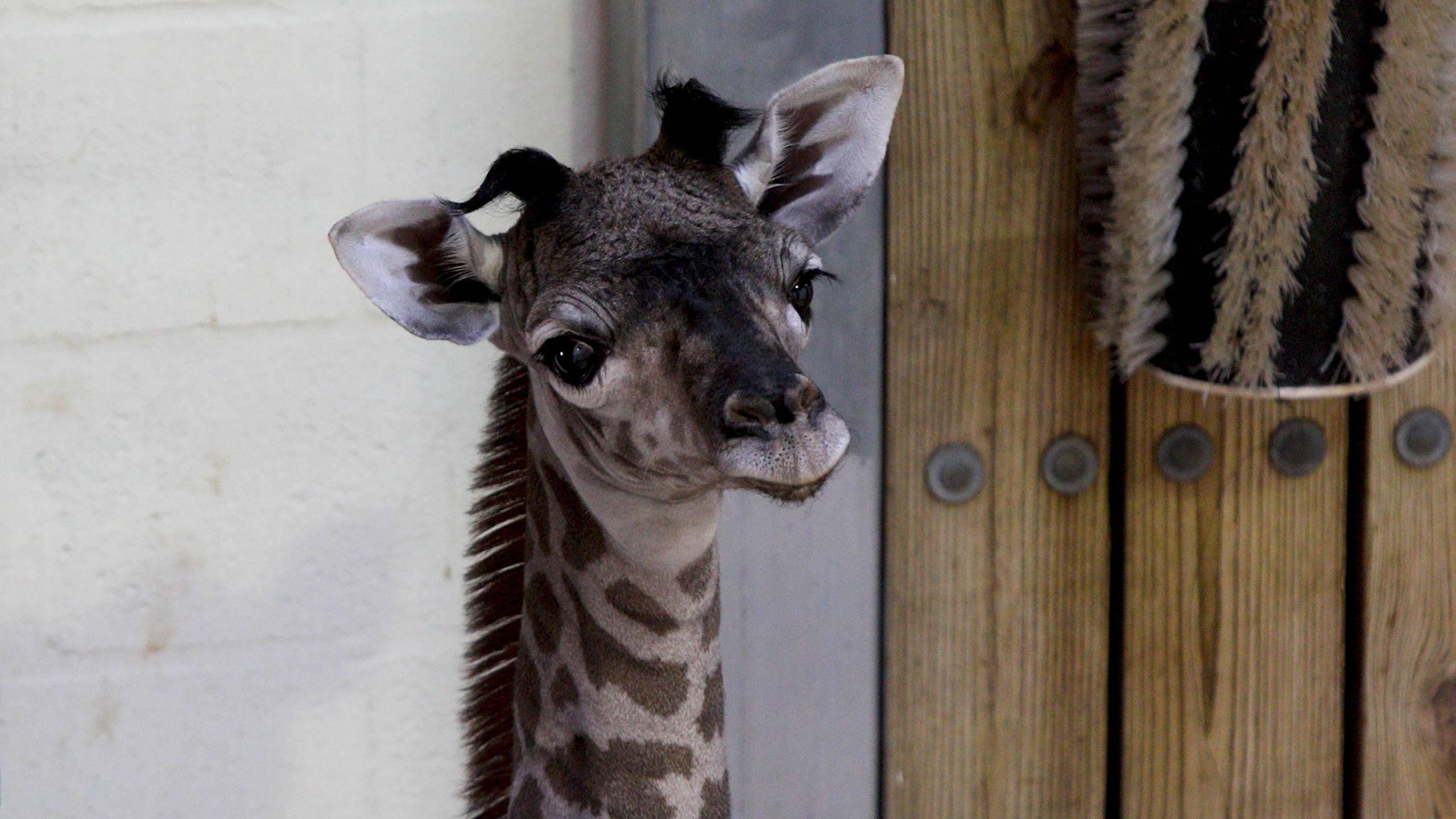 PHOTO - Masai giraffe born this week at Disney's Animal Kingdom