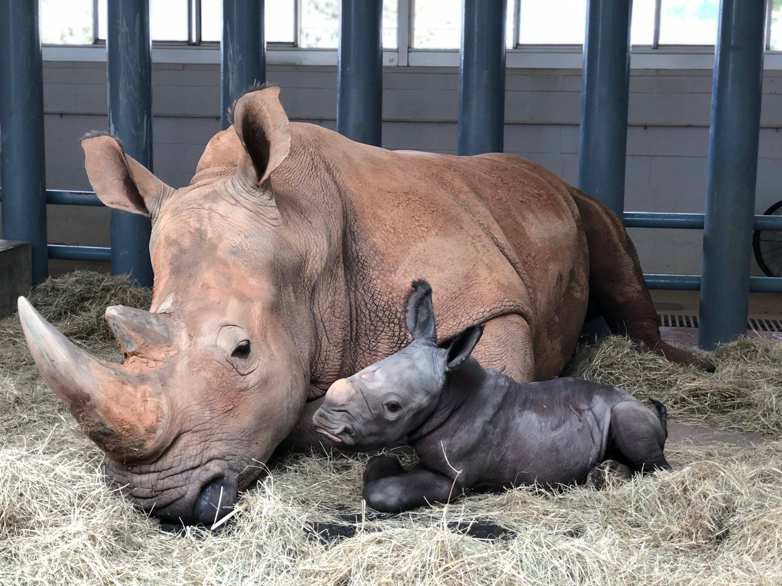 PHOTO - Endangered White Rhino born at Disney's Animal Kingdom 