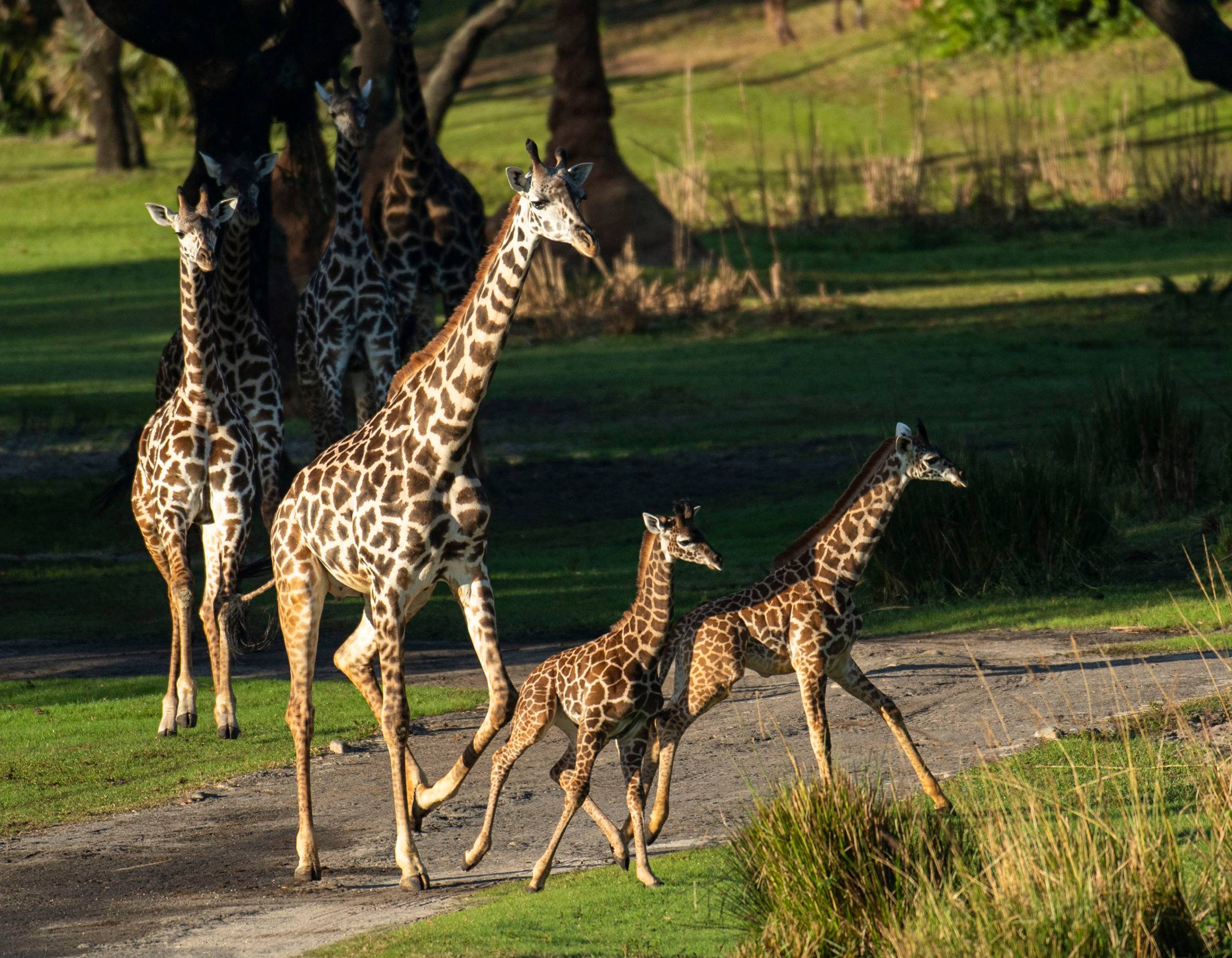 Giraffe Calves join the herd on Kilimanjaro Safaris - December 2020