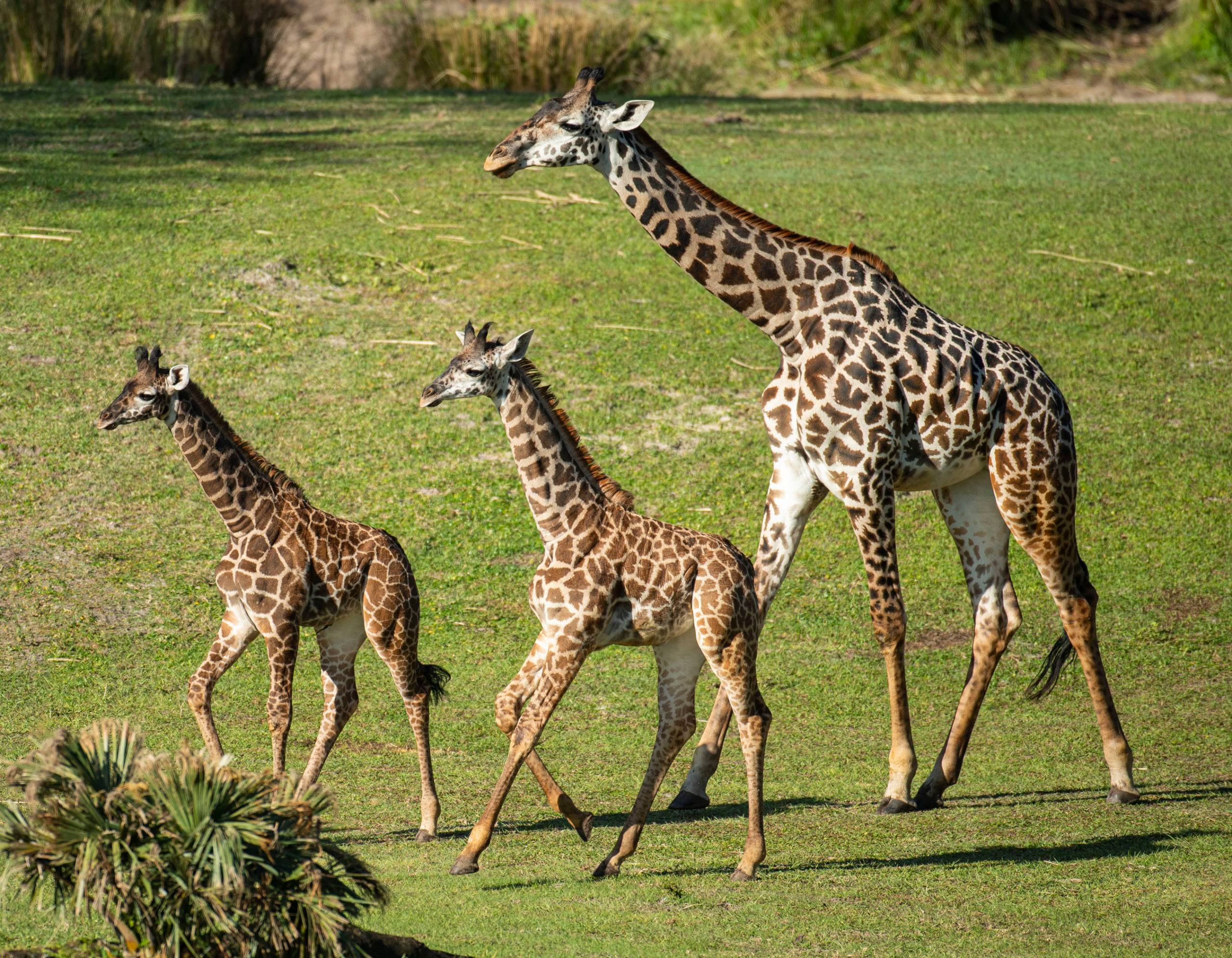 Giraffe Calves join the herd on Kilimanjaro Safaris - December 2020