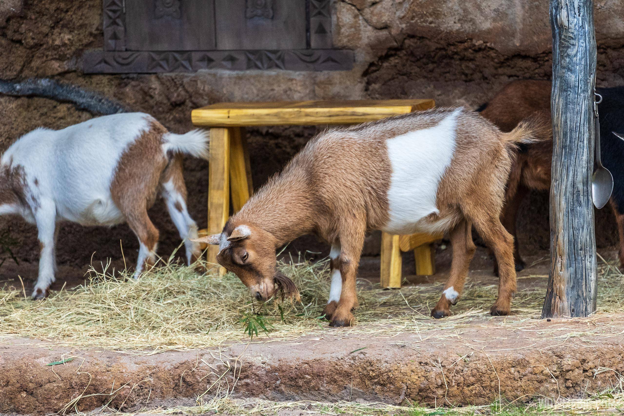 Nigerian Dwarf Goats at Kilimanjaro Safaris