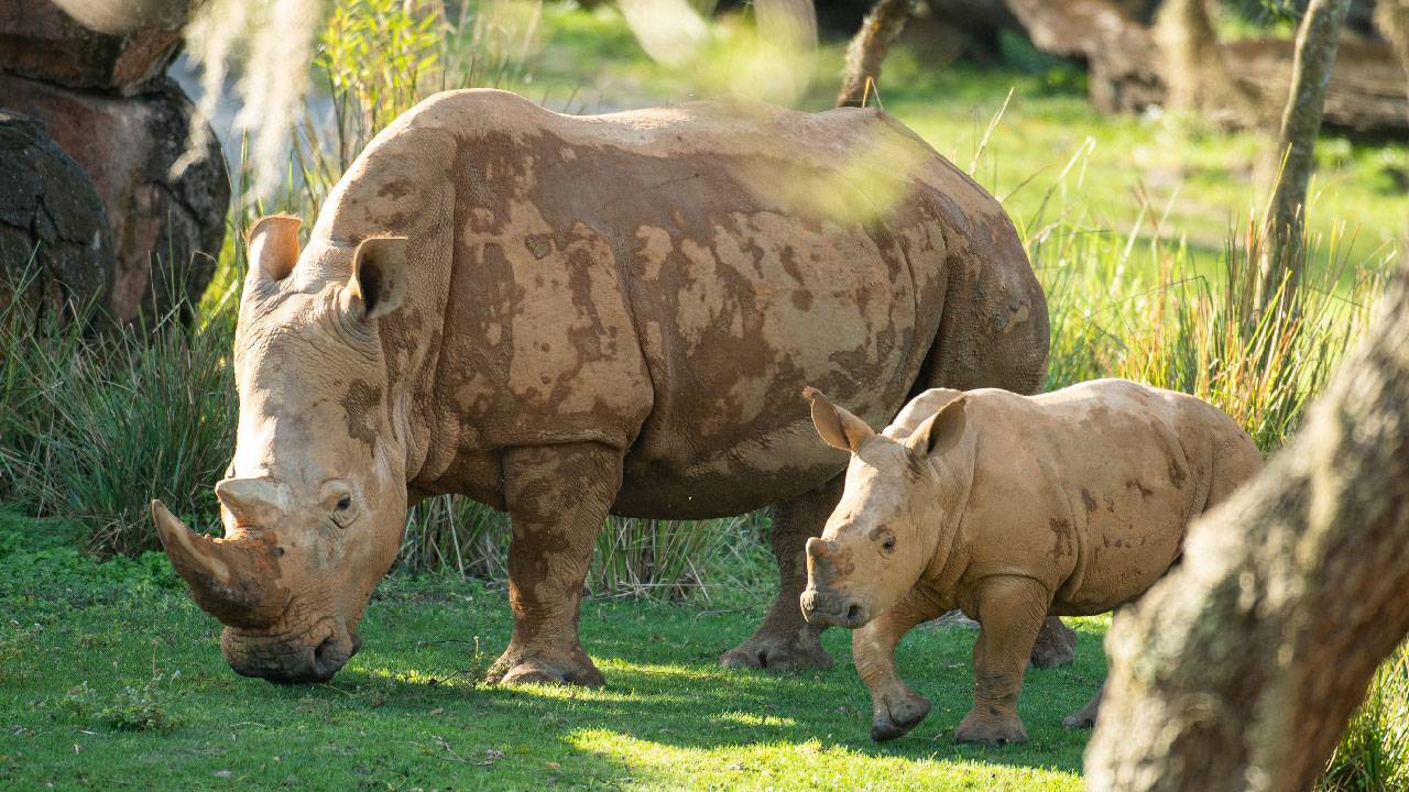 PHOTOS - Four month old rhino calf joins the herd at Kilimanjaro Safaris