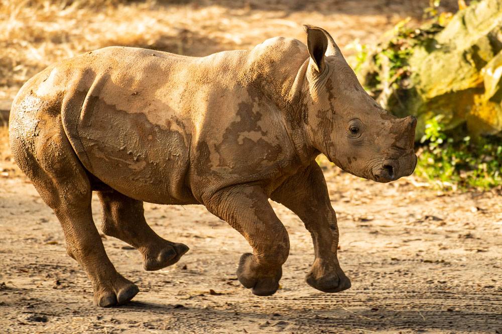 PHOTOS - Four month old rhino calf joins the herd at Kilimanjaro Safaris