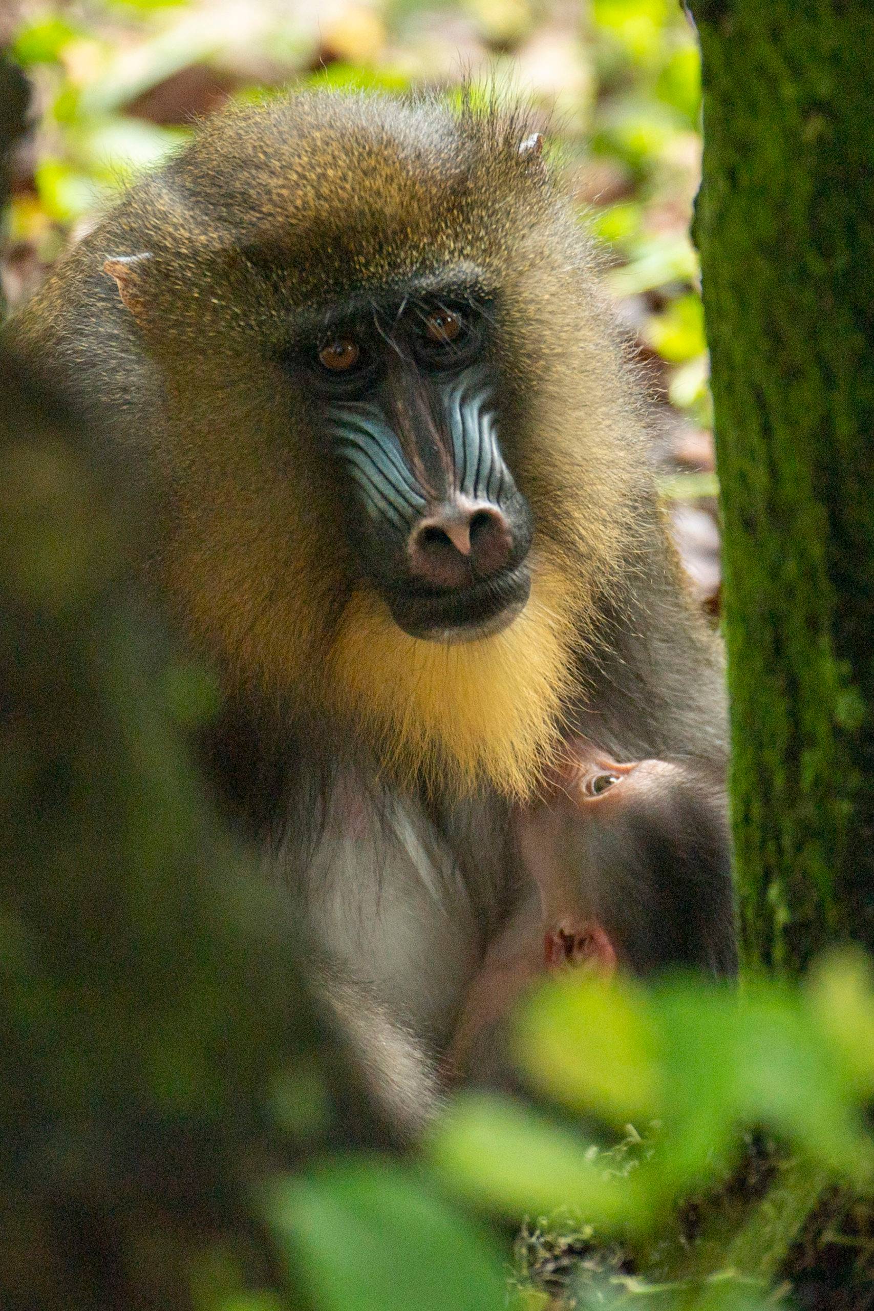 Disney's Animal Kingdom mandrill birth is another success for Disney's breeding of endangered species