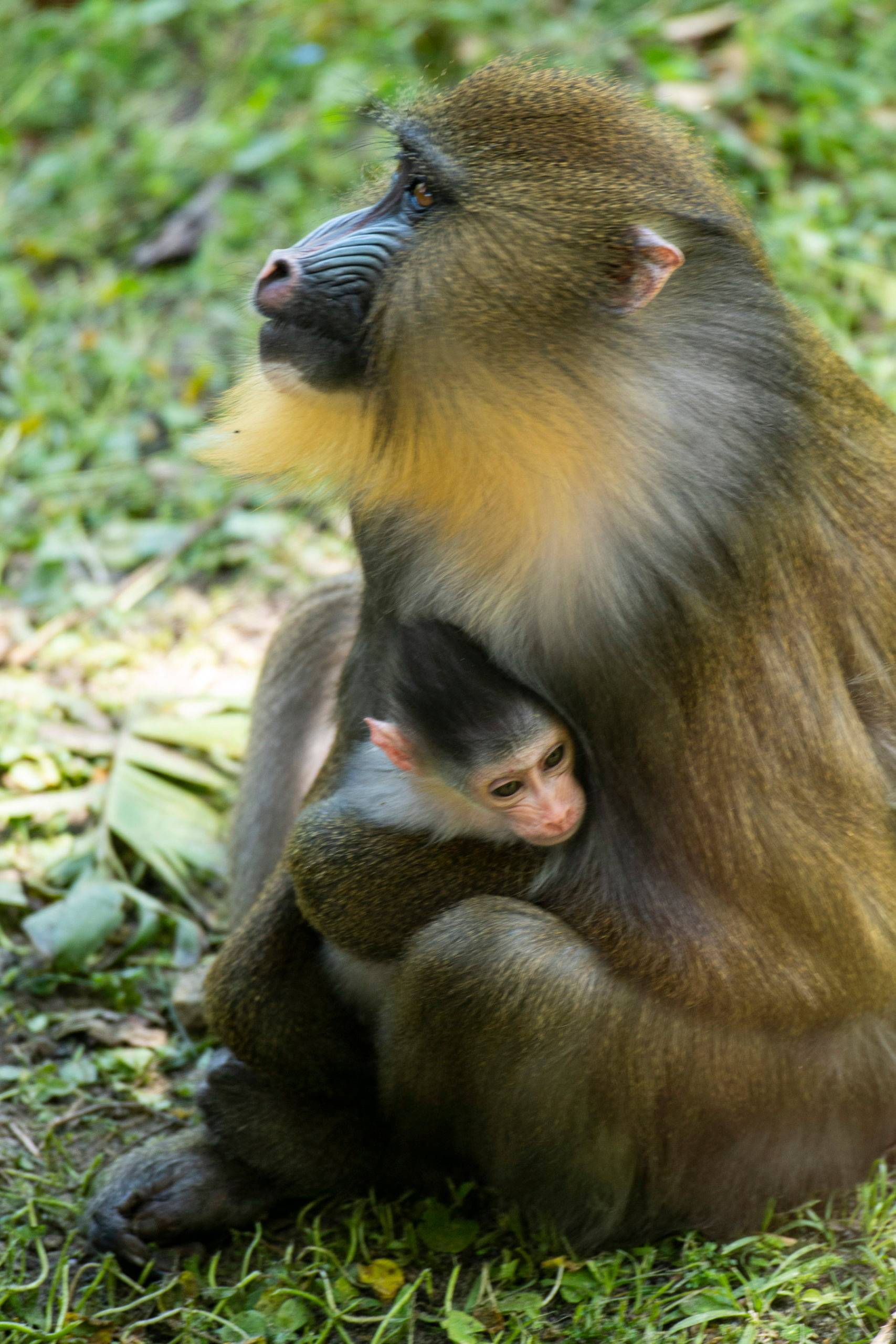 Disney's Animal Kingdom mandrill birth is another success for Disney's breeding of endangered species
