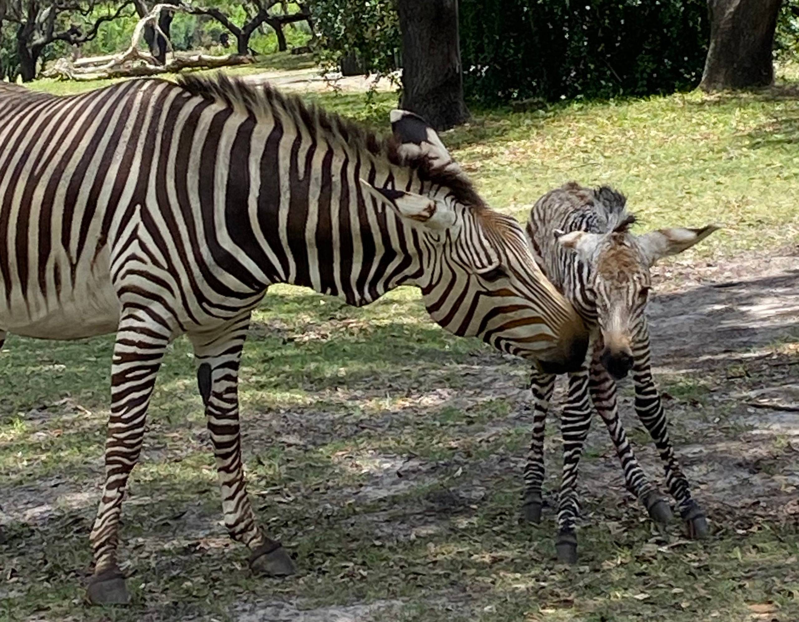 Disney's Animal Kingdom welcomes a new Hartmann's Mountain zebra foal to the herd at Kilimanjaro Safaris