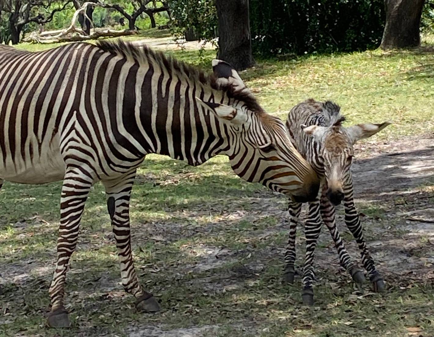 Hartmann's mountain zebra foal born May 17 2021