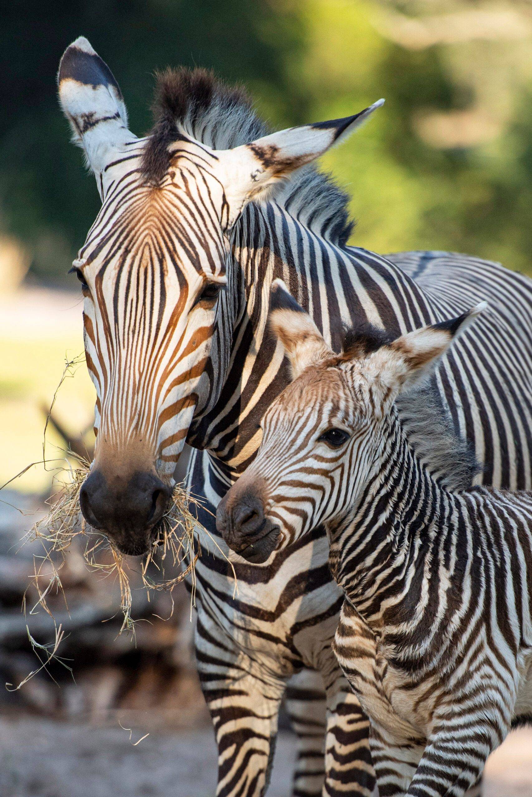 Zebra on black background Metal Print by Delphimages Photo Creations - Fine  Art America, image size:750x1125